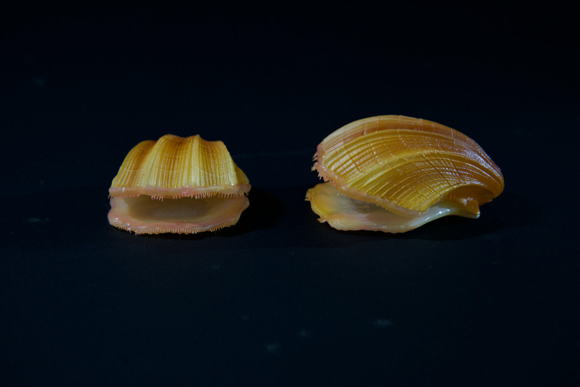 Muscheln • Sea shells  Hyotissa semiplana •  Inoceramus sp. • Neithea sp. • Pinna decussata • Pycnodonte vesiculares • Spondylus sp. • natural size 