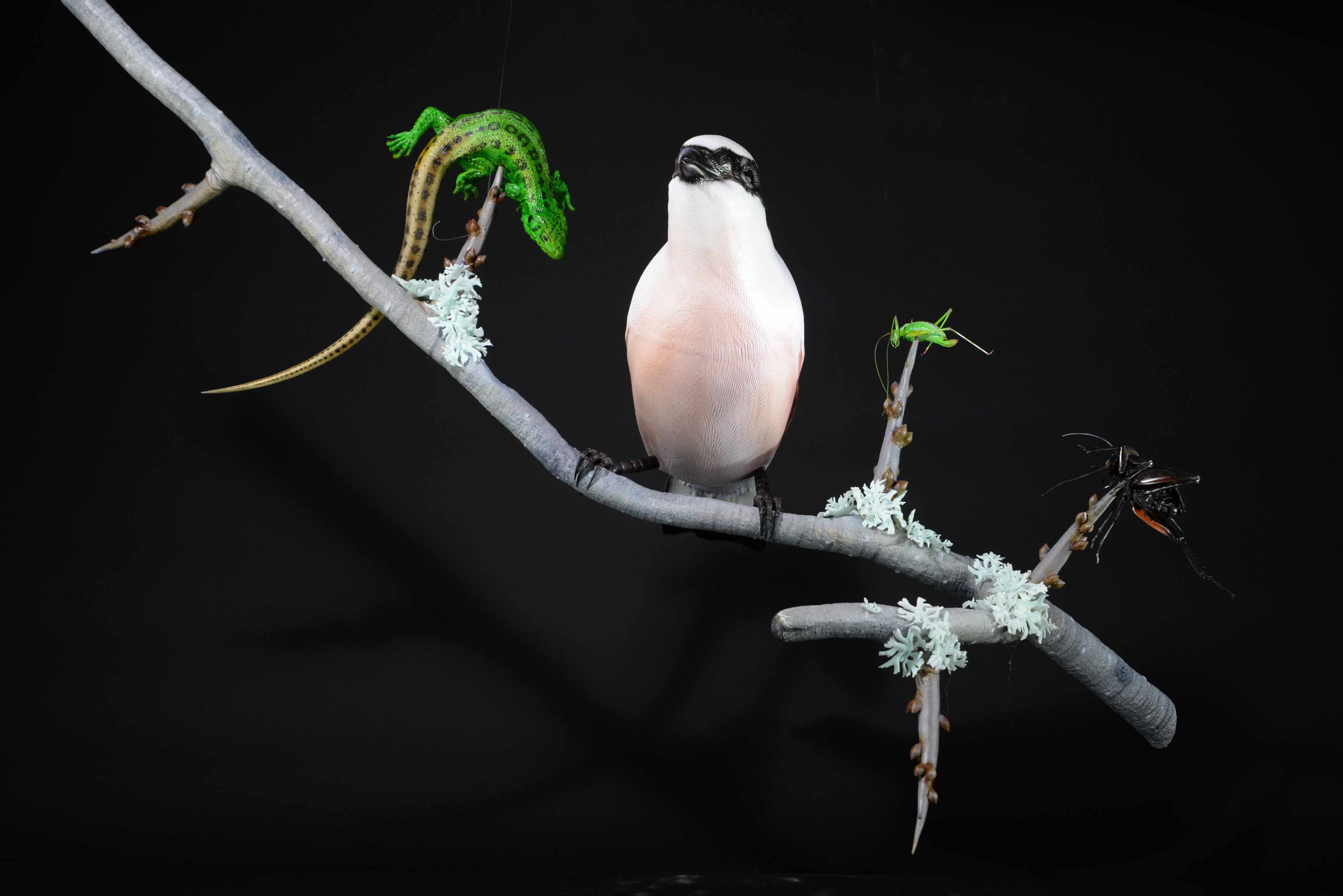 Neuntöter auf Ast mit Beute (Eidechse,Grille,Heuschrecke) • Red-backed shrike on branch with prey (lizard,cricket,grasshopper) • Lanius collurio; Lacerta agilis; Gryllus campestris; Leptophyes sp.; - 110 cm; M=3:1 
