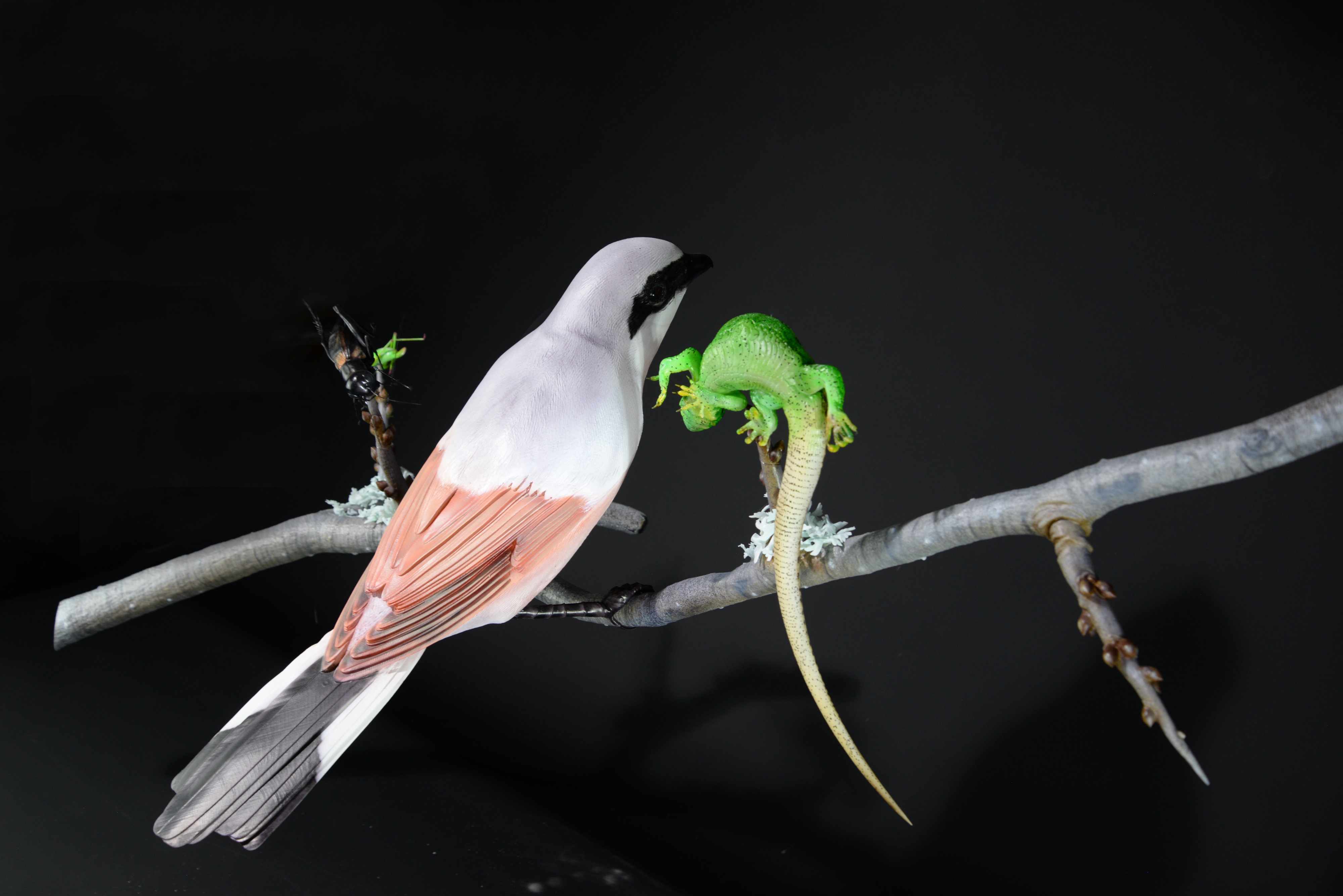 Neuntöter auf Ast mit Beute (Eidechse,Grille,Heuschrecke) • Red-backed shrike on branch with prey (lizard,cricket,grasshopper) • Lanius collurio; Lacerta agilis; Gryllus campestris; Leptophyes sp.; - 110 cm; M=3:1 