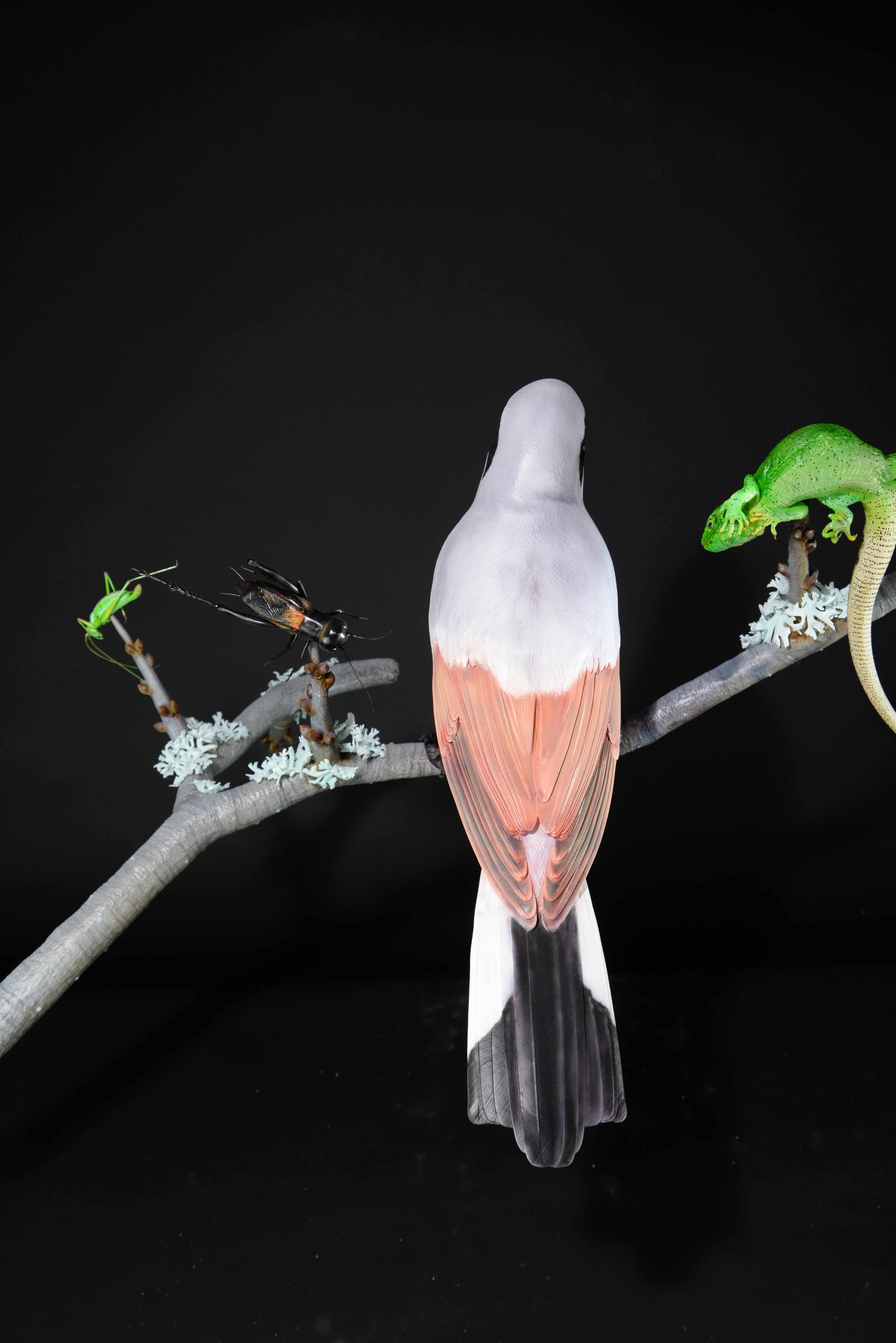 Neuntöter auf Ast mit Beute (Eidechse,Grille,Heuschrecke) • Red-backed shrike on branch with prey (lizard,cricket,grasshopper) • Lanius collurio; Lacerta agilis; Gryllus campestris; Leptophyes sp.; - 110 cm; M=3:1 