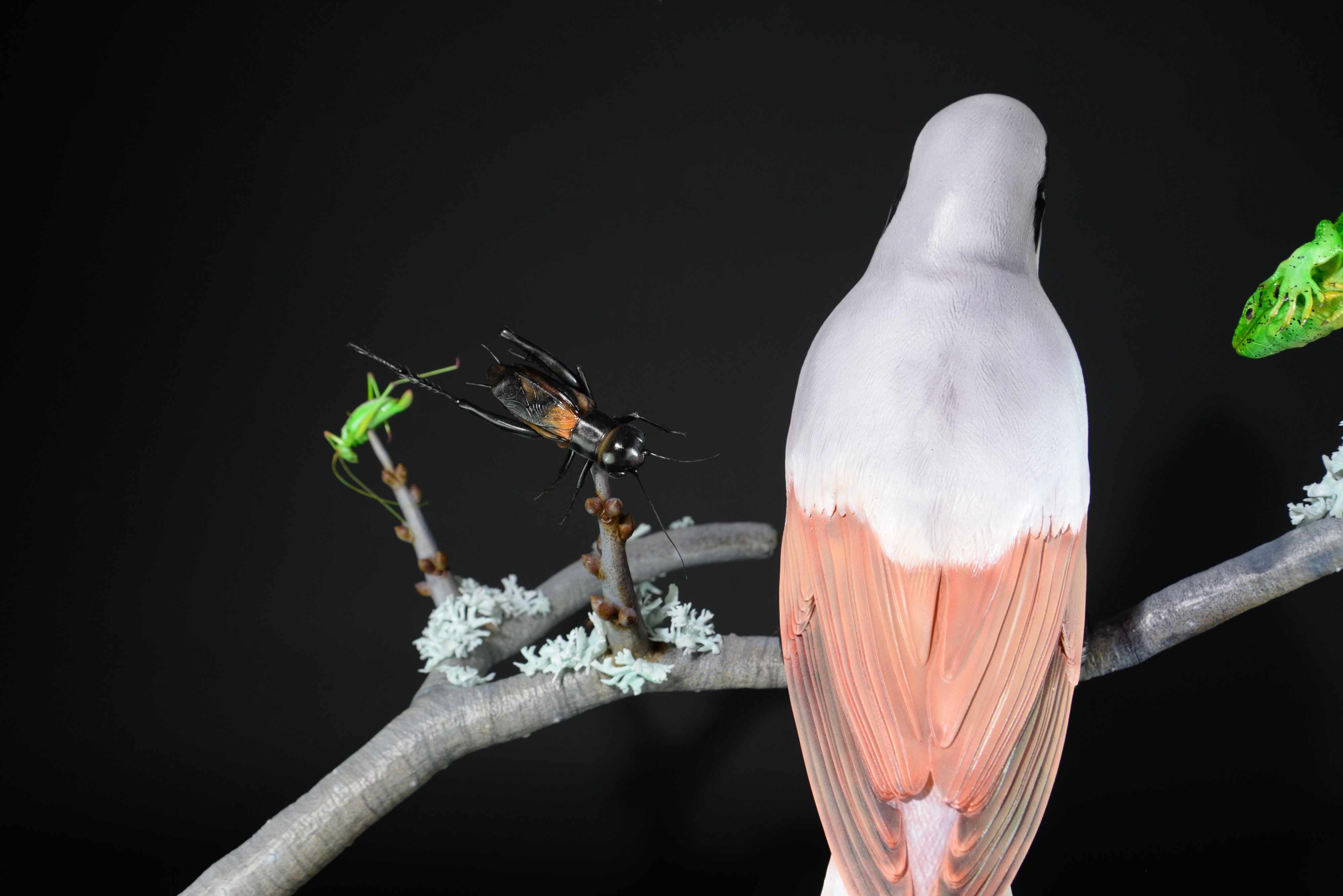 Neuntöter auf Ast mit Beute (Eidechse,Grille,Heuschrecke) • Red-backed shrike on branch with prey (lizard,cricket,grasshopper) • Lanius collurio; Lacerta agilis; Gryllus campestris; Leptophyes sp.; - 110 cm; M=3:1 