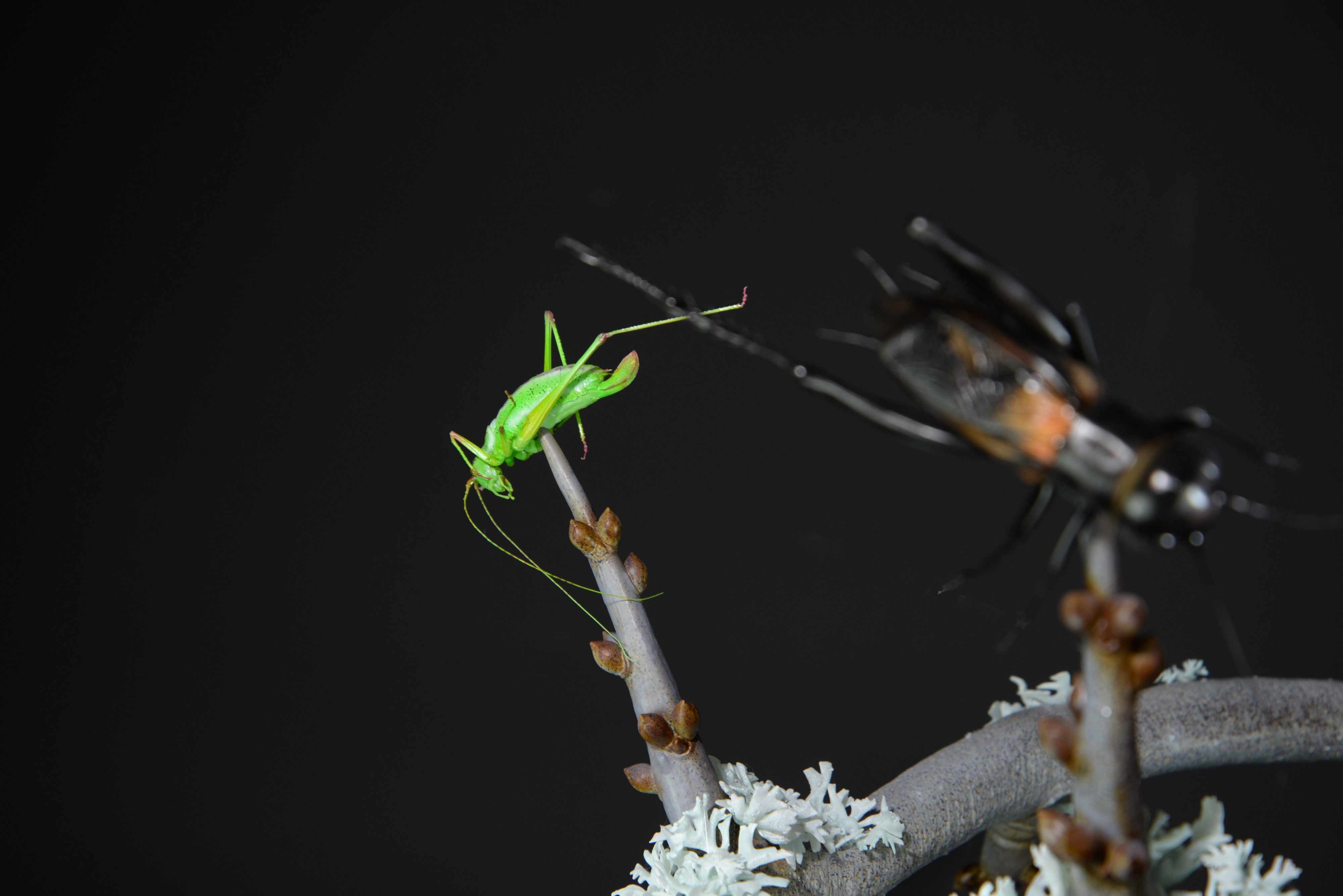 Neuntöter auf Ast mit Beute (Eidechse,Grille,Heuschrecke) • Red-backed shrike on branch with prey (lizard,cricket,grasshopper) • Lanius collurio; Lacerta agilis; Gryllus campestris; Leptophyes sp.; - 110 cm; M=3:1 