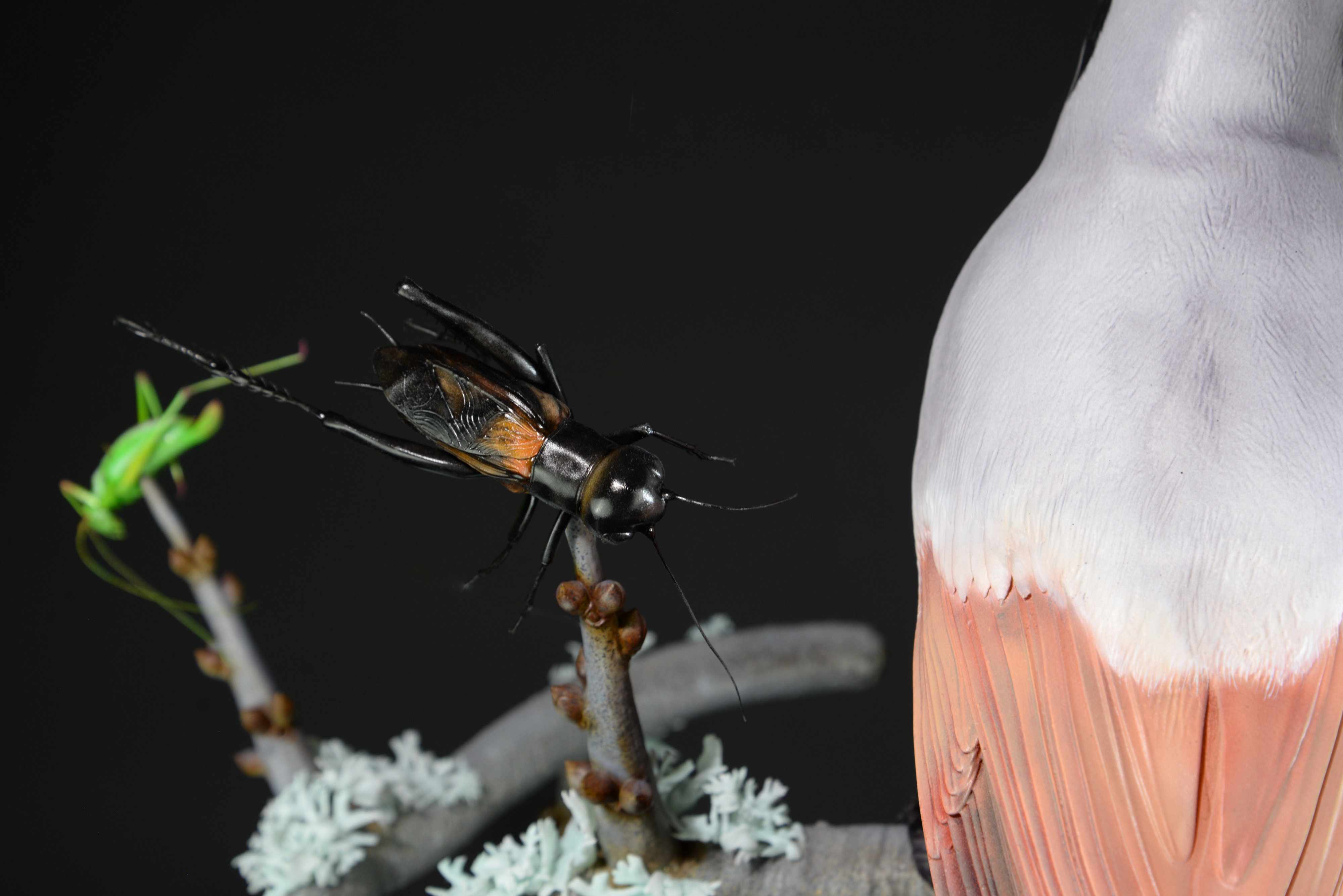 Neuntöter auf Ast mit Beute (Eidechse,Grille,Heuschrecke) • Red-backed shrike on branch with prey (lizard,cricket,grasshopper) • Lanius collurio; Lacerta agilis; Gryllus campestris; Leptophyes sp.; - 110 cm; M=3:1 
