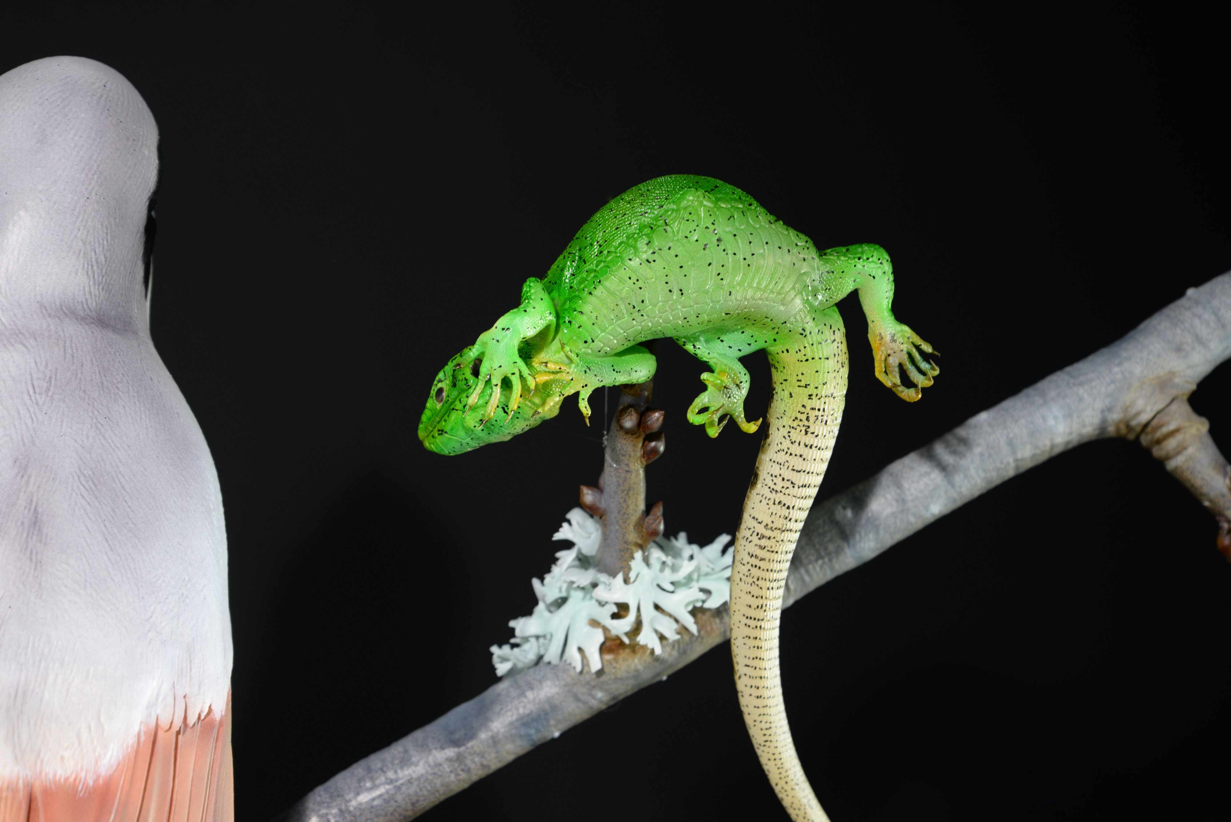 Neuntöter auf Ast mit Beute (Eidechse,Grille,Heuschrecke) • Red-backed shrike on branch with prey (lizard,cricket,grasshopper) • Lanius collurio; Lacerta agilis; Gryllus campestris; Leptophyes sp.; - 110 cm; M=3:1 