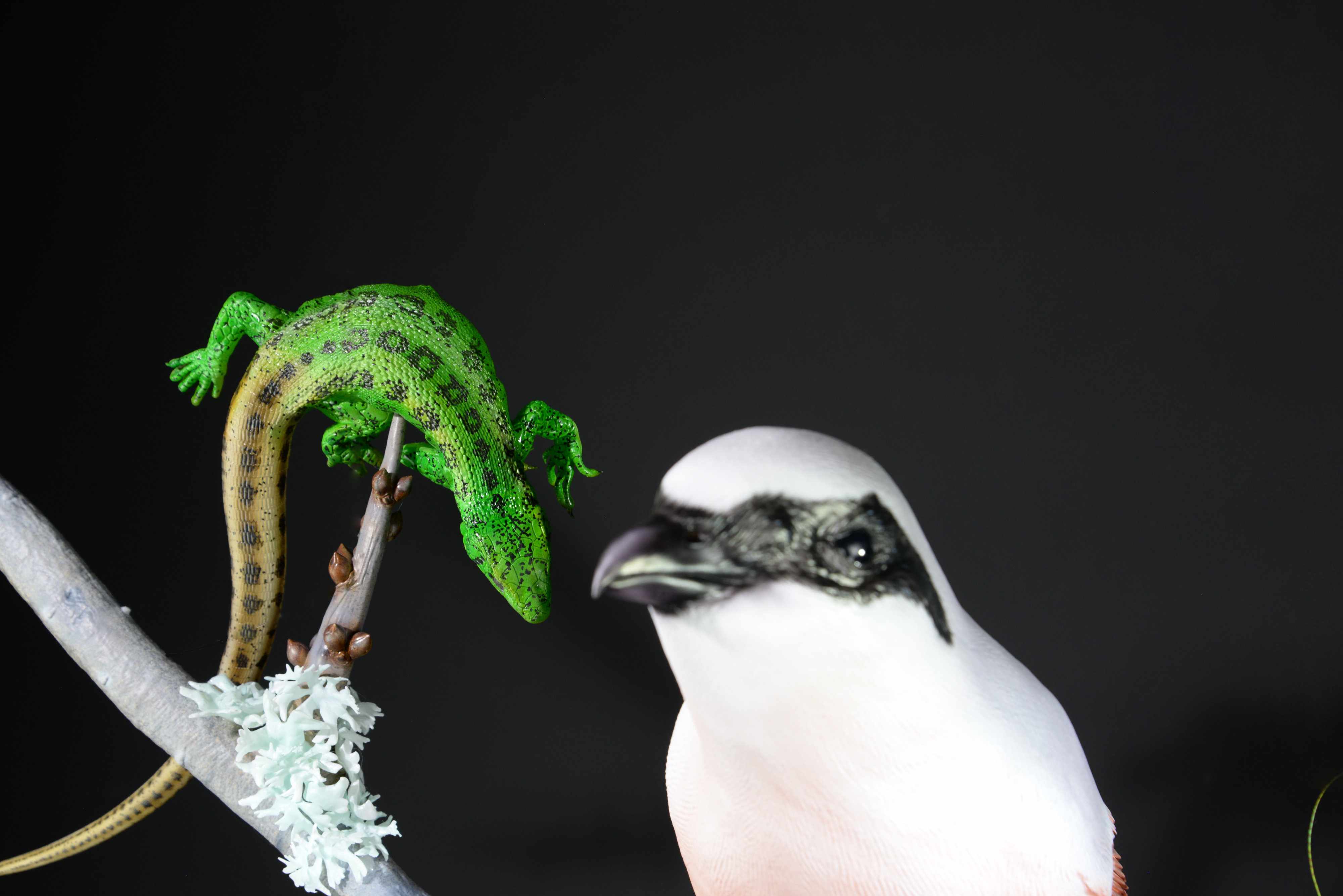Neuntöter auf Ast mit Beute (Eidechse,Grille,Heuschrecke) • Red-backed shrike on branch with prey (lizard,cricket,grasshopper) • Lanius collurio; Lacerta agilis; Gryllus campestris; Leptophyes sp.; - 110 cm; M=3:1 