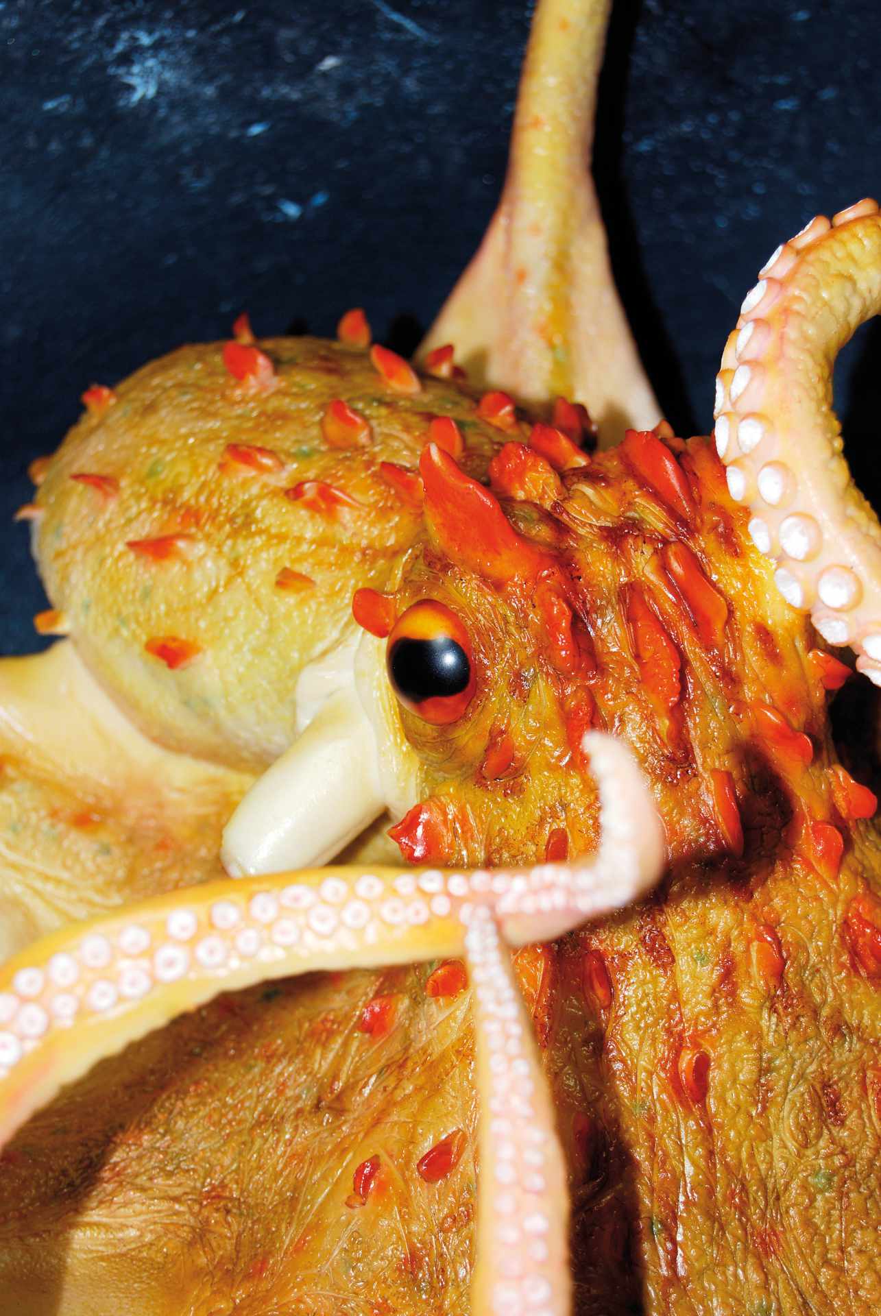 Oktopus 1 • Octopus • Octopus - 40 cm 