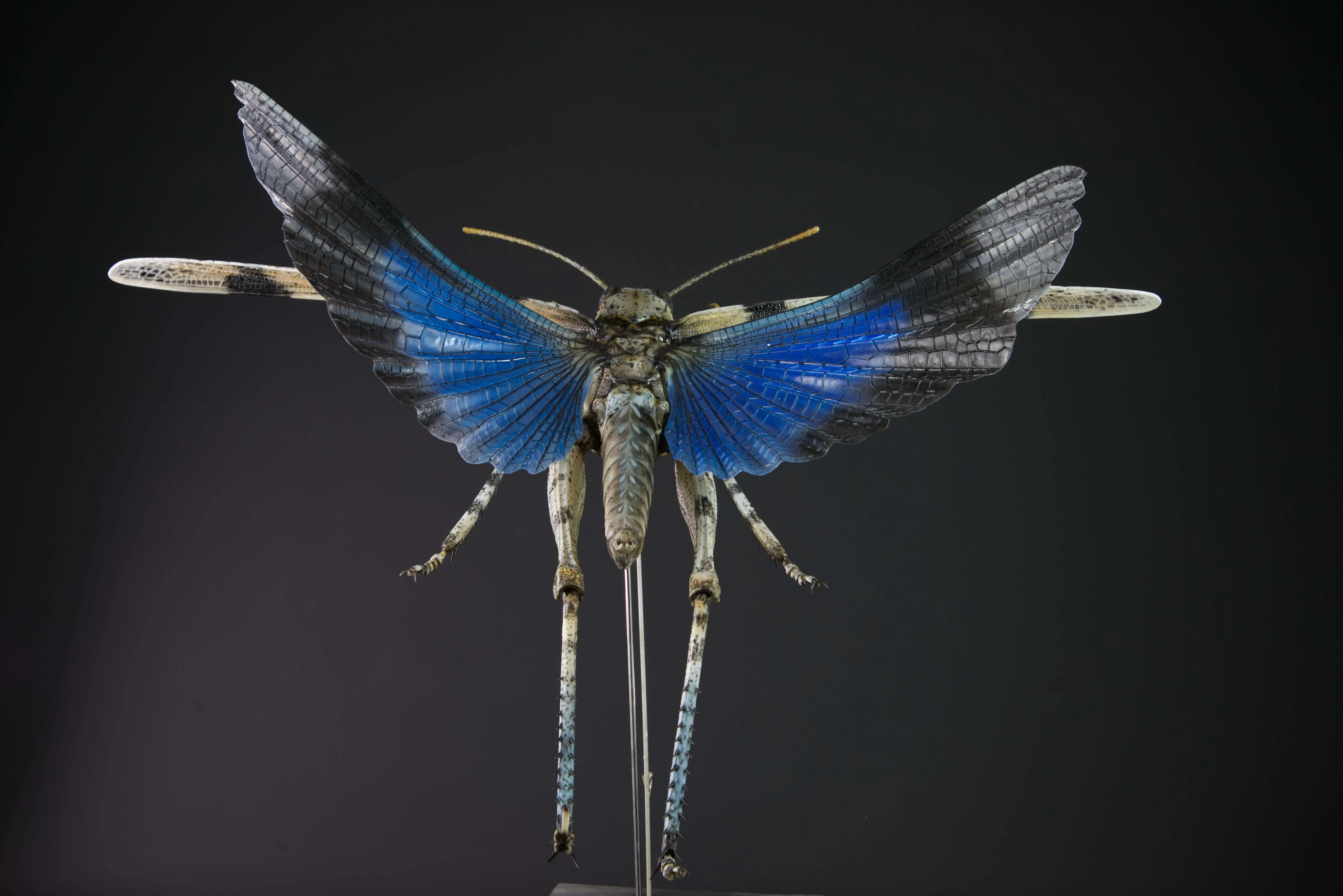 Insektenmodell,Blauflügelige,Ödlandschrecke,Blue,winged,grasshopper,Oedipoda,caerulescens,95,cm