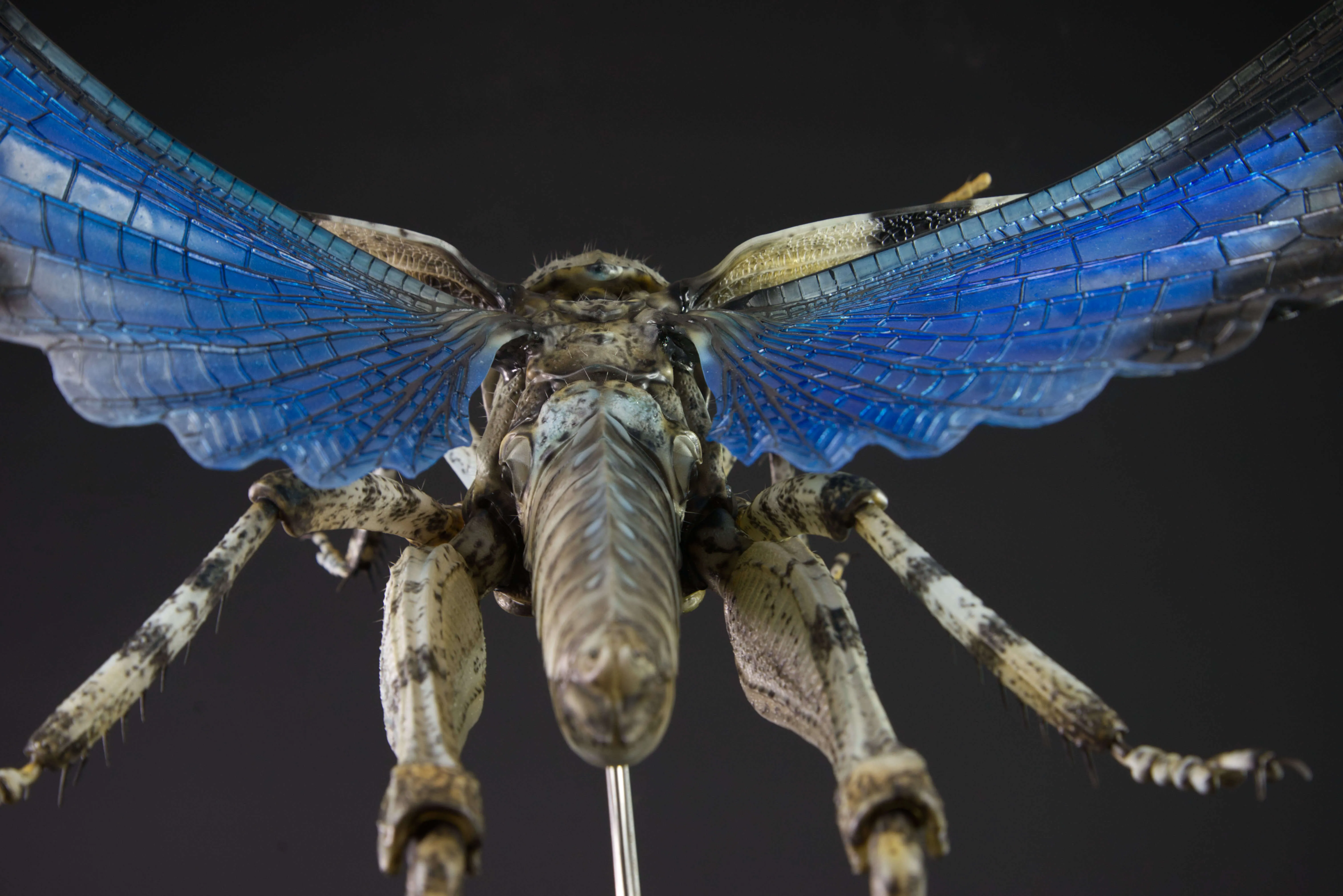 Insektenmodell,Blauflügelige,Ödlandschrecke,Blue,winged,grasshopper,Oedipoda,caerulescens,95,cm