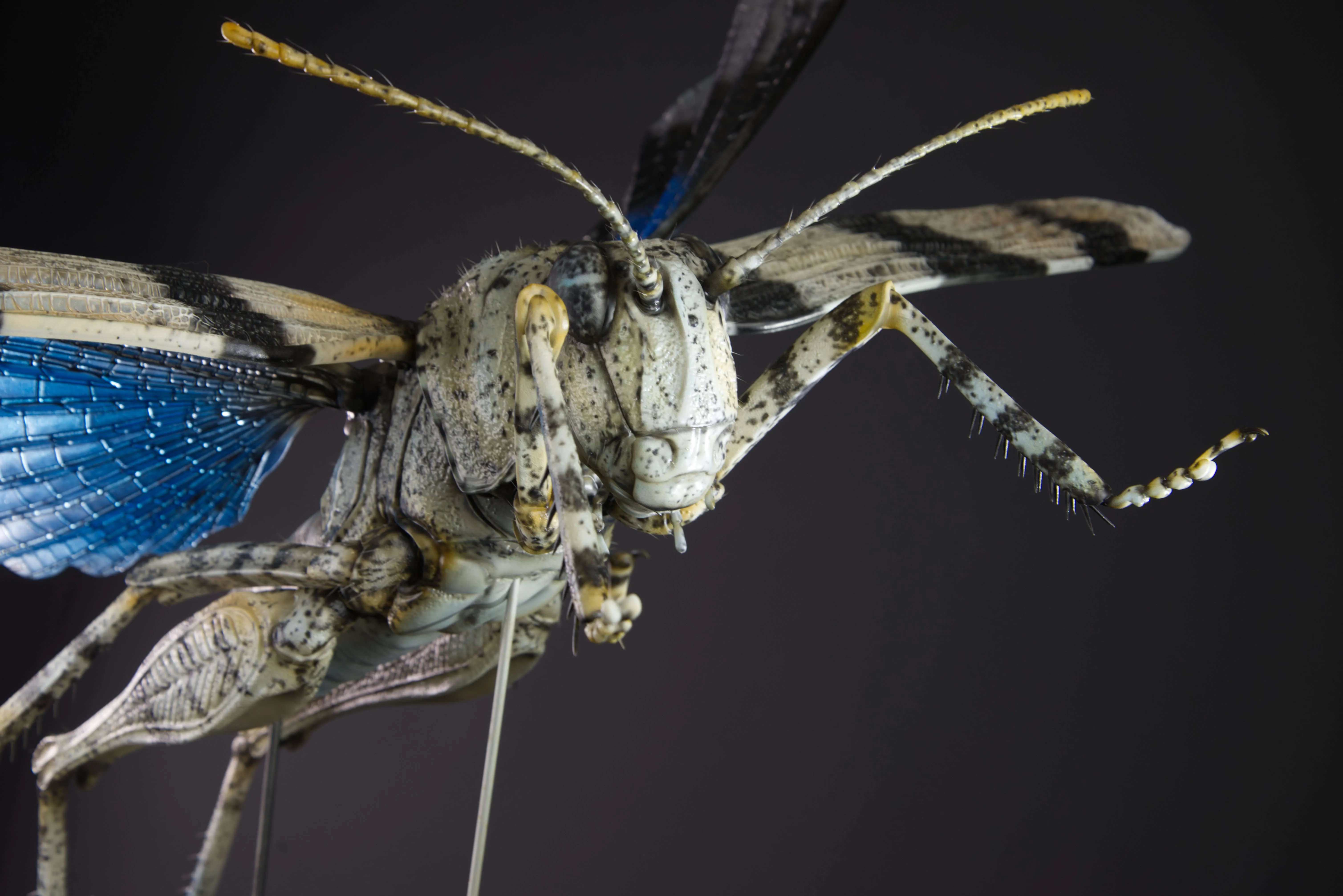 Insektenmodell,Blauflügelige,Ödlandschrecke,Blue,winged,grasshopper,Oedipoda,caerulescens,95,cm