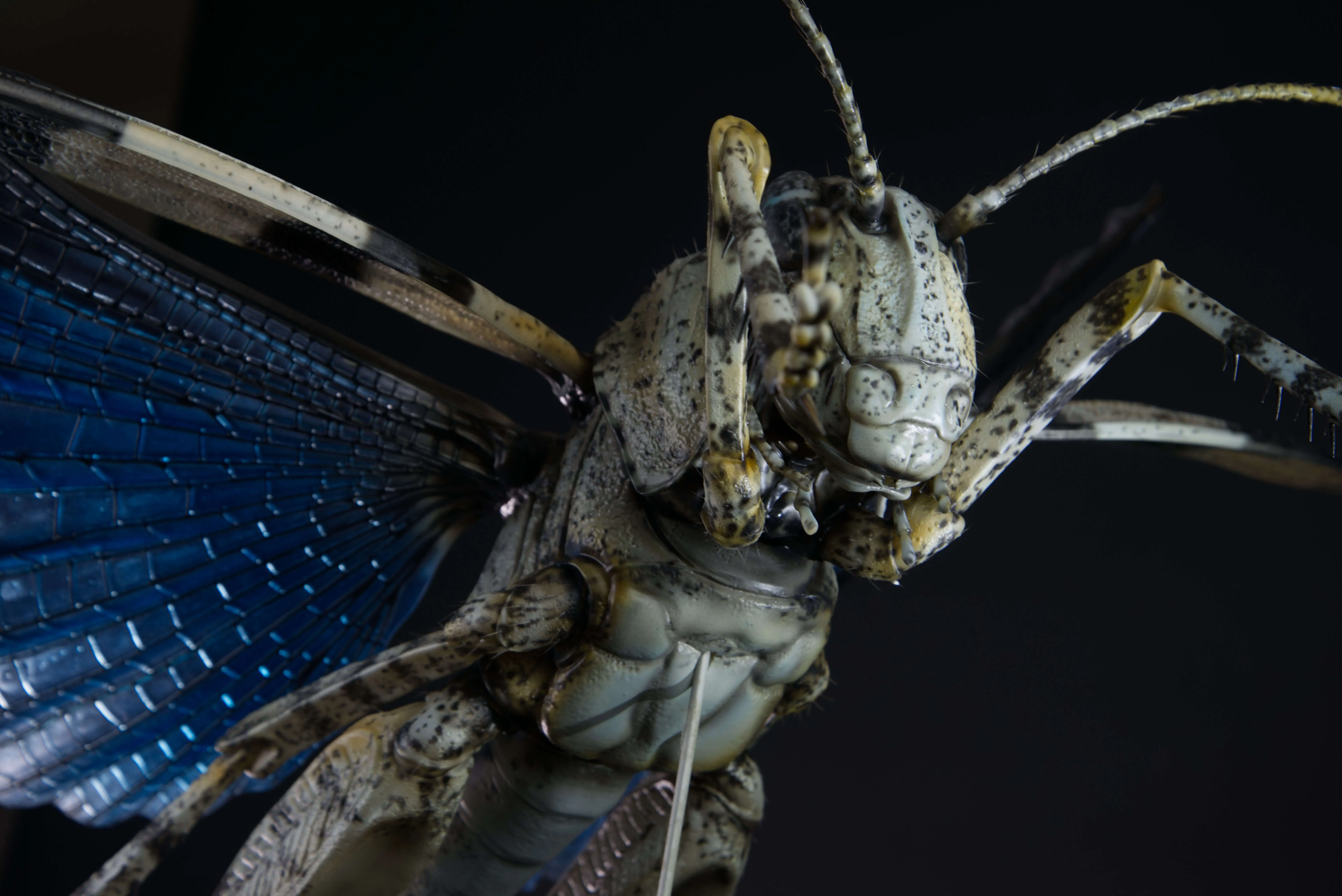 Insektenmodell,Blauflügelige,Ödlandschrecke,Blue,winged,grasshopper,Oedipoda,caerulescens,95,cm