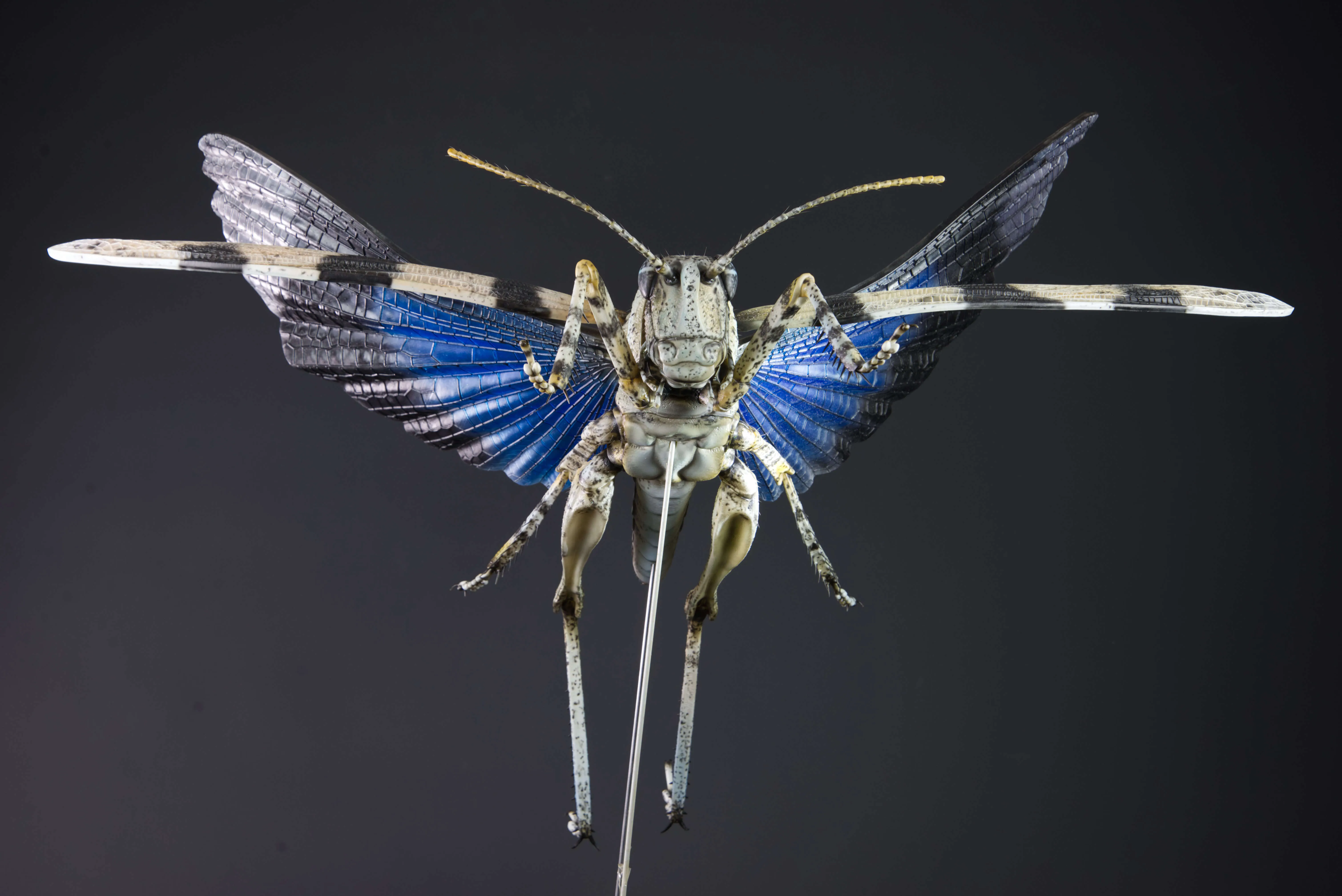 Insektenmodell,Blauflügelige,Ödlandschrecke,Blue,winged,grasshopper,Oedipoda,caerulescens,95,cm