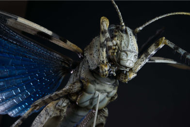 Blauflügelige-Ödlandschrecke,Blue-winged grasshopper,Oedipoda-caerulescens,95 cm