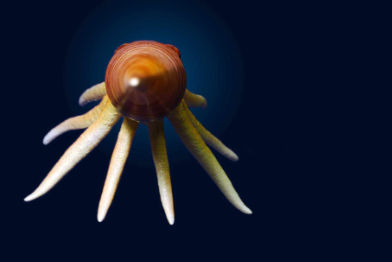 Orthoceras • Orthoceras • Orthoceras - 50 cm