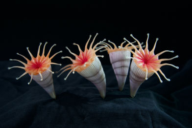 Koralle • Coral • Parasmilia excavata - narural size