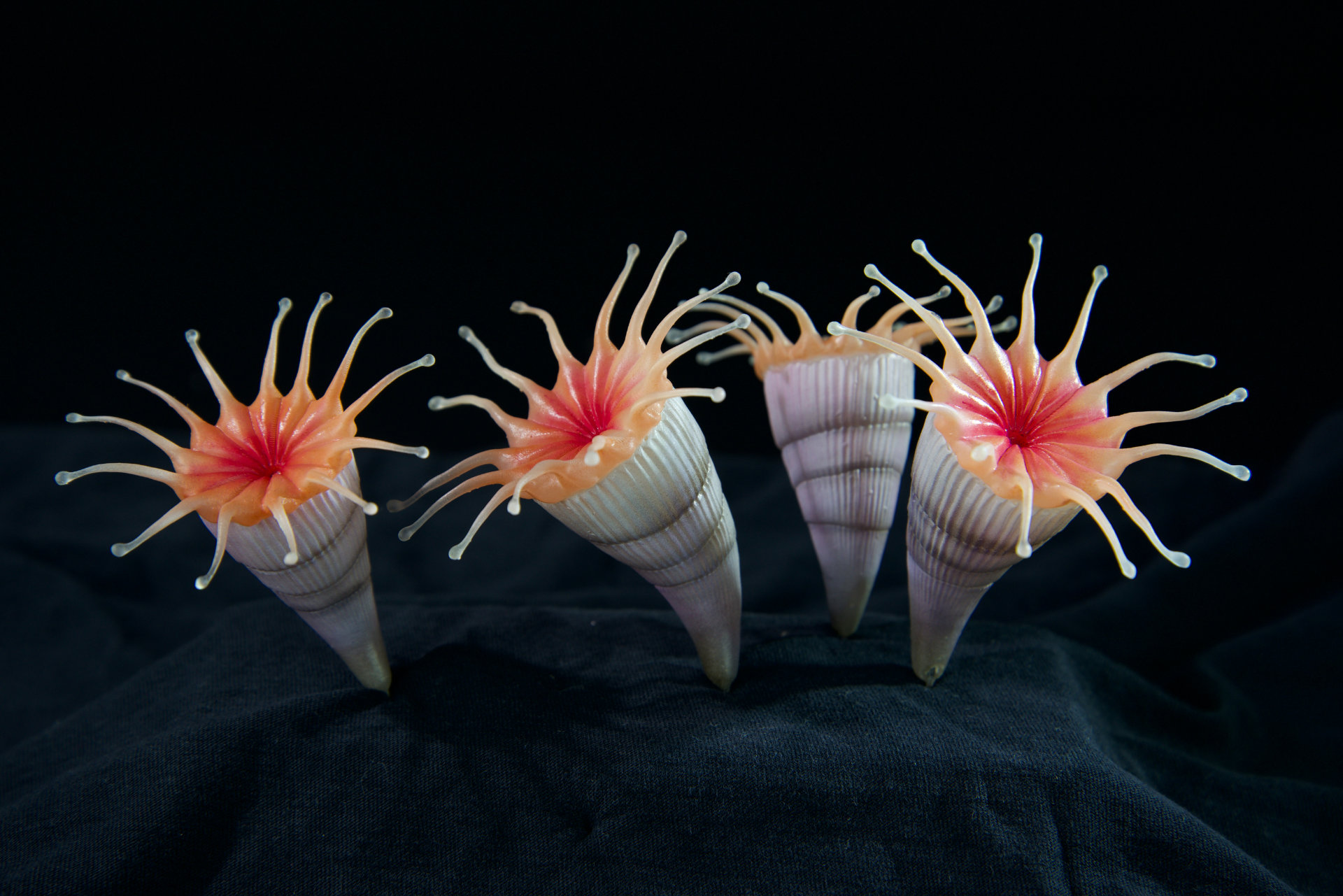 Koralle • Coral • Parasmilia excavata - narural size 