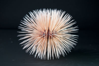 Seeigel • Sea urchin • Phymosoma princeps - natural size