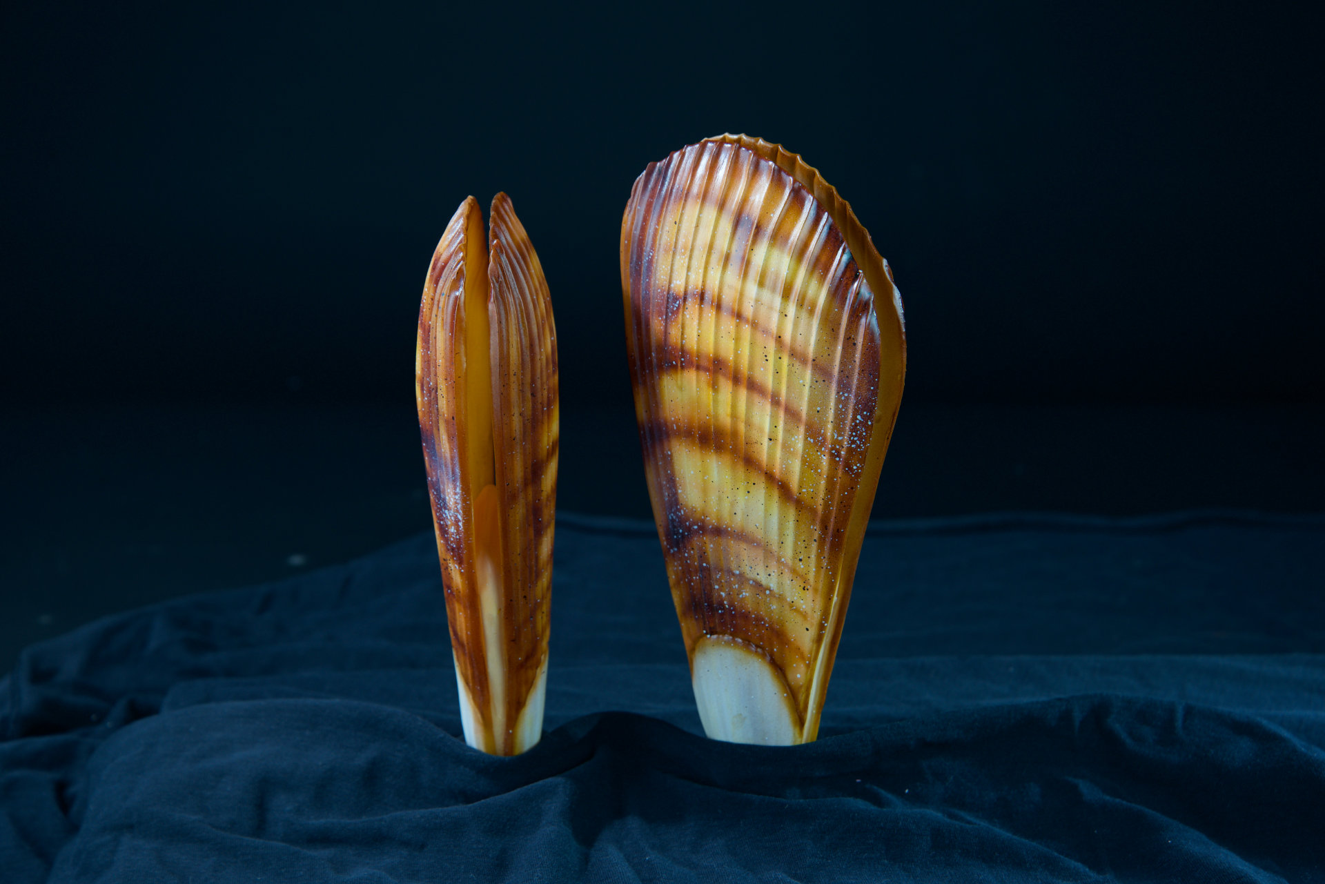 Muscheln • Sea shells  Hyotissa semiplana •  Inoceramus sp. • Neithea sp. • Pinna decussata • Pycnodonte vesiculares • Spondylus sp. • natural size 