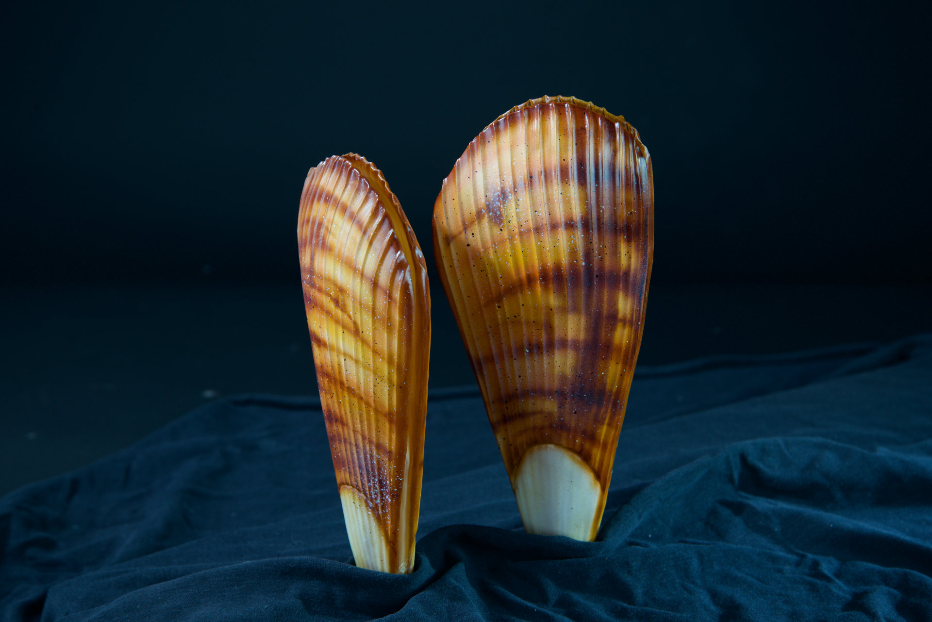 Muscheln • Sea shells  Hyotissa semiplana •  Inoceramus sp. • Neithea sp. • Pinna decussata • Pycnodonte vesiculares • Spondylus sp. • natural size 