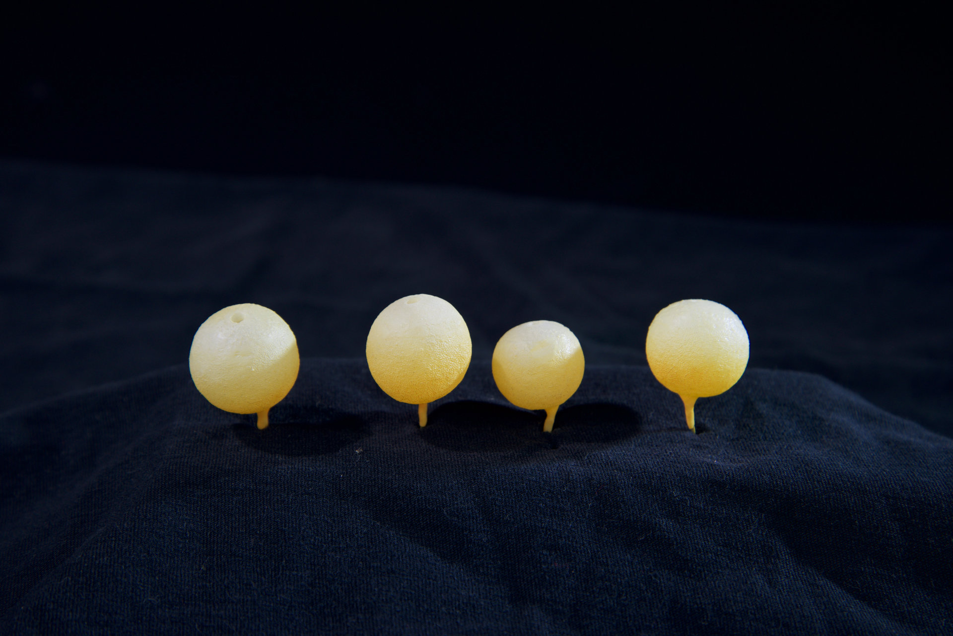 Schwämme • Sponge • Aulaxiana - 30 cm • Plinthosella squamosa • Ventriculites radiatus • all natural size