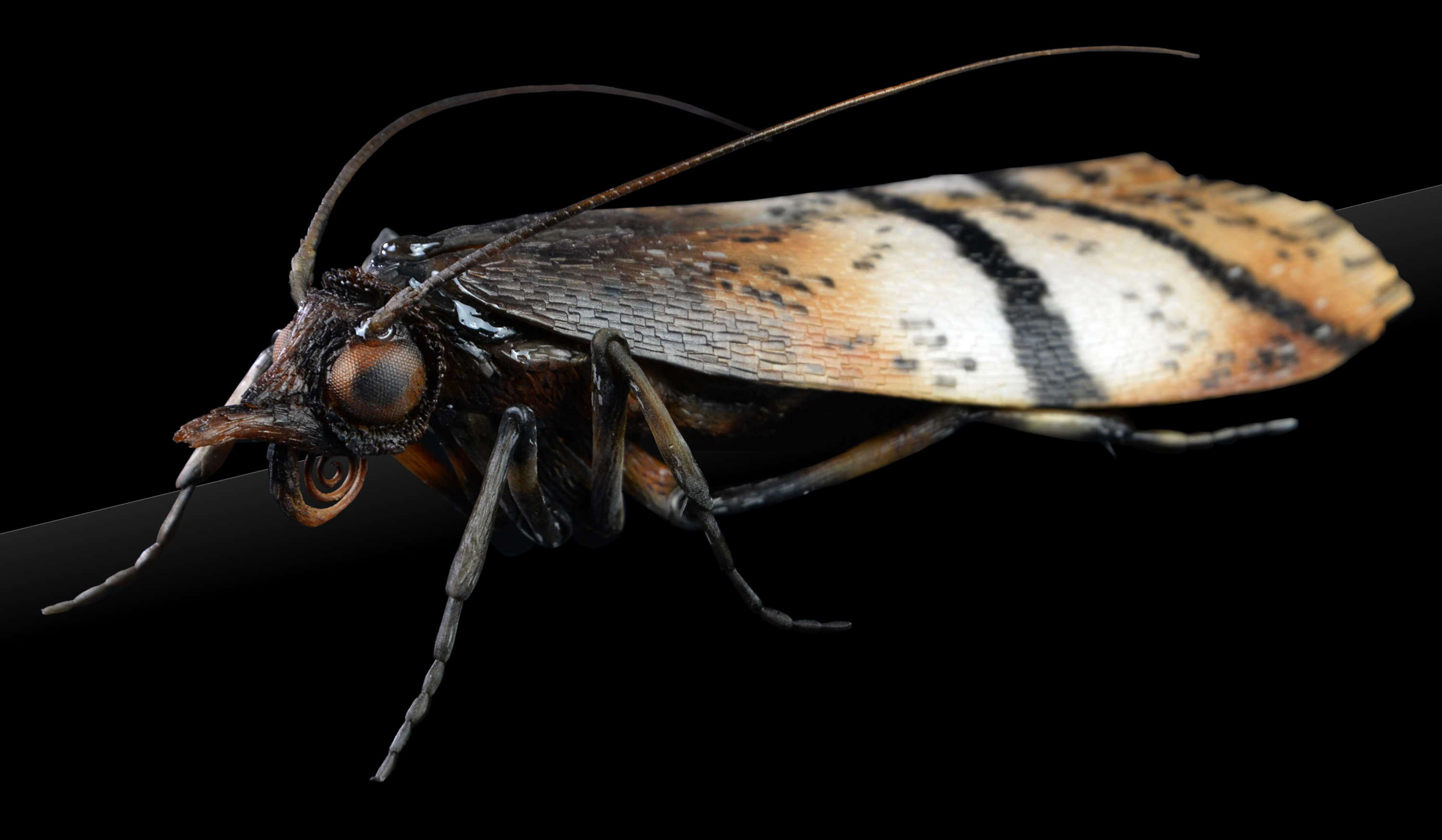 Dörrobstmotte • Indianmeal moth • Plodia interpunctella - 40 cm