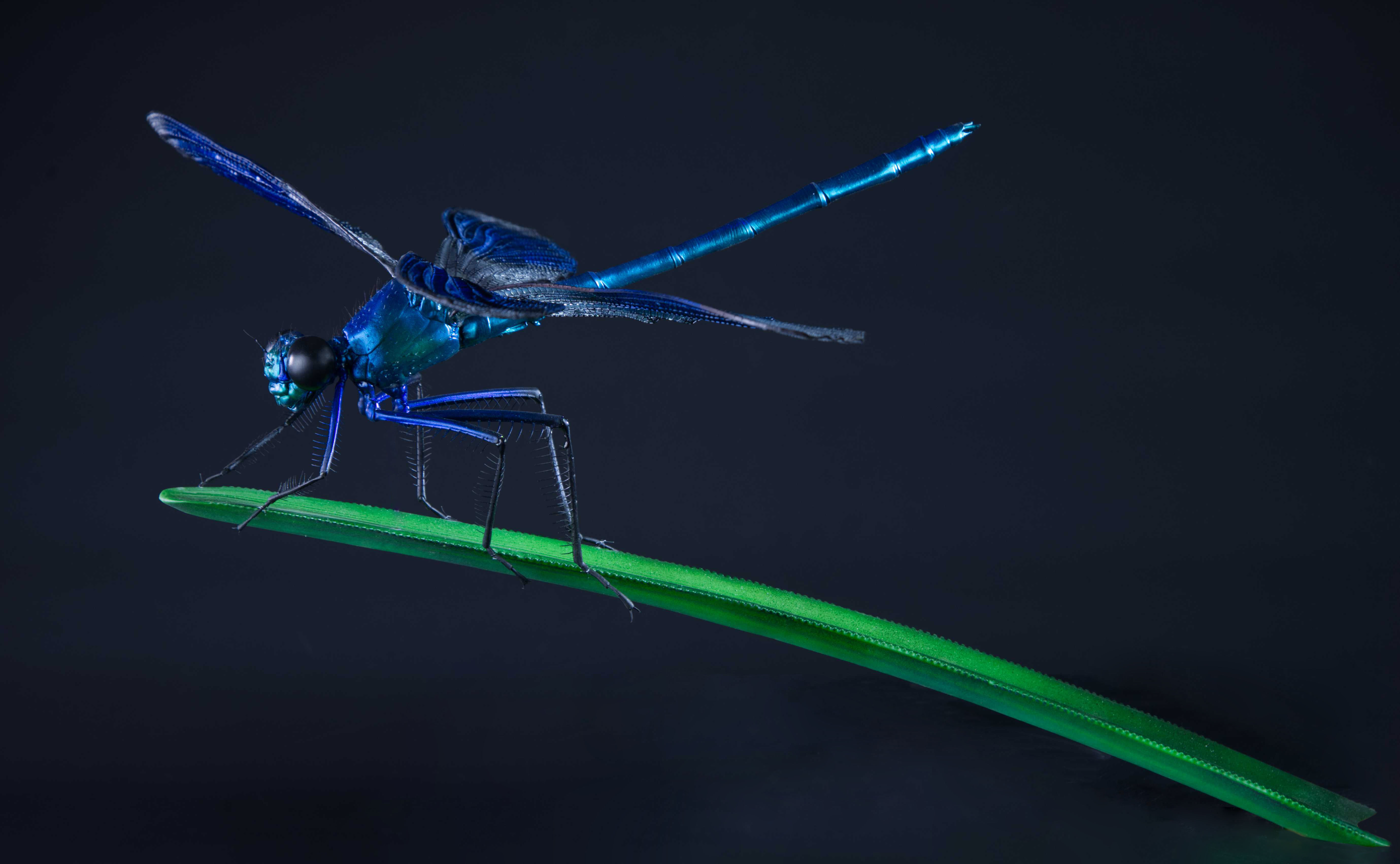 Prachtlibelle - Calopterygidae - jewelwings - 50 cm