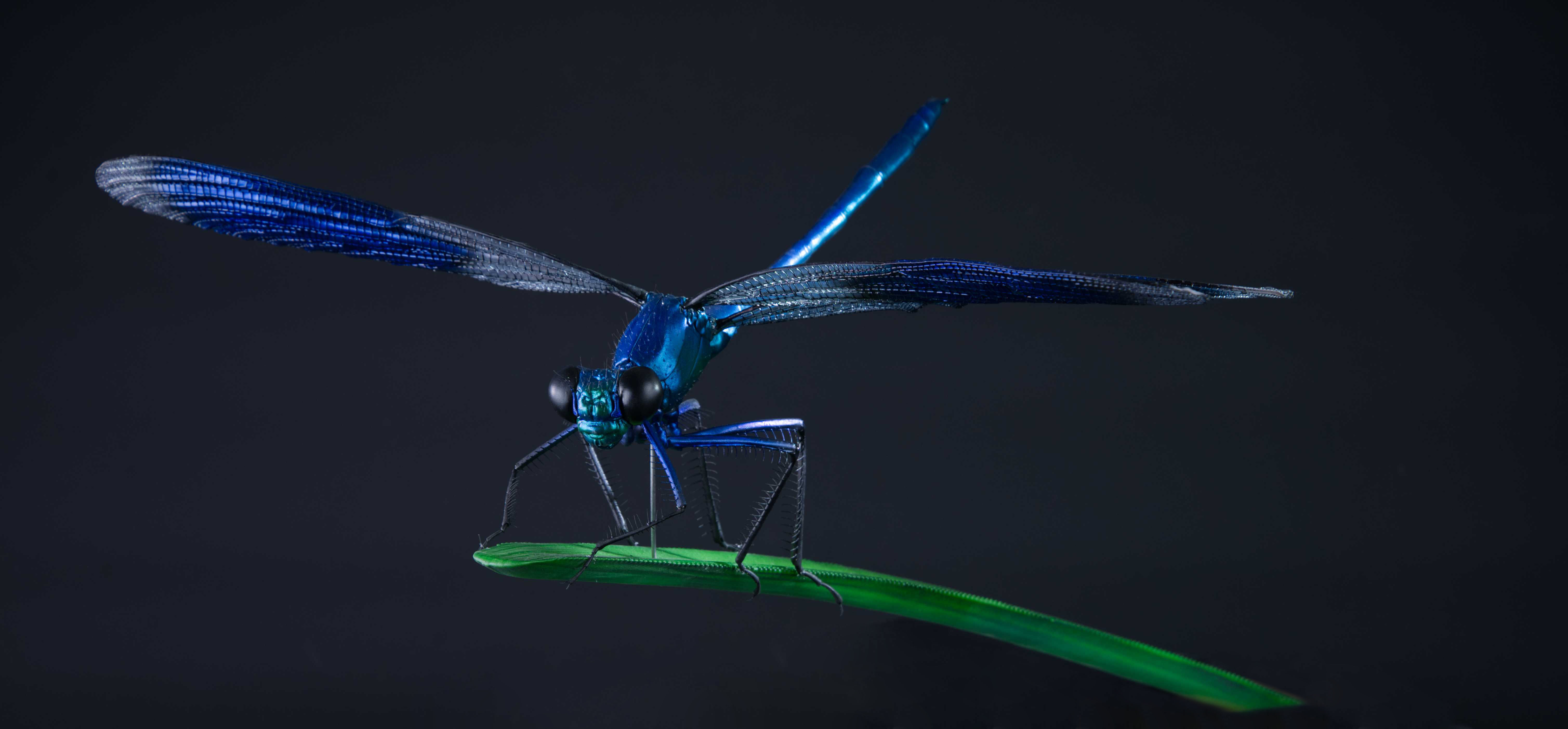 Prachtlibelle - Calopterygidae - jewelwings - 50 cm