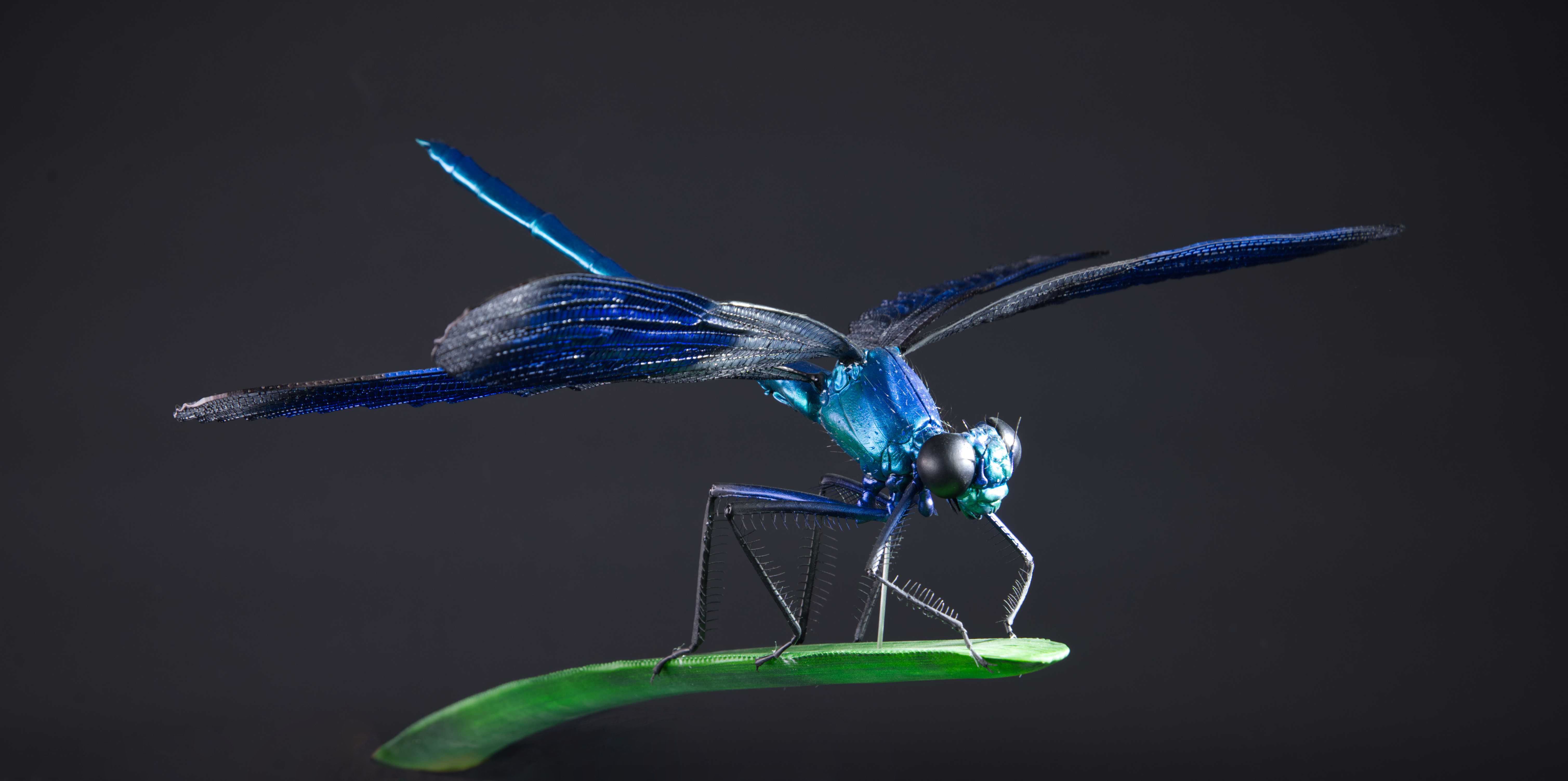 Prachtlibelle - Calopterygidae - jewelwings - 50 cm