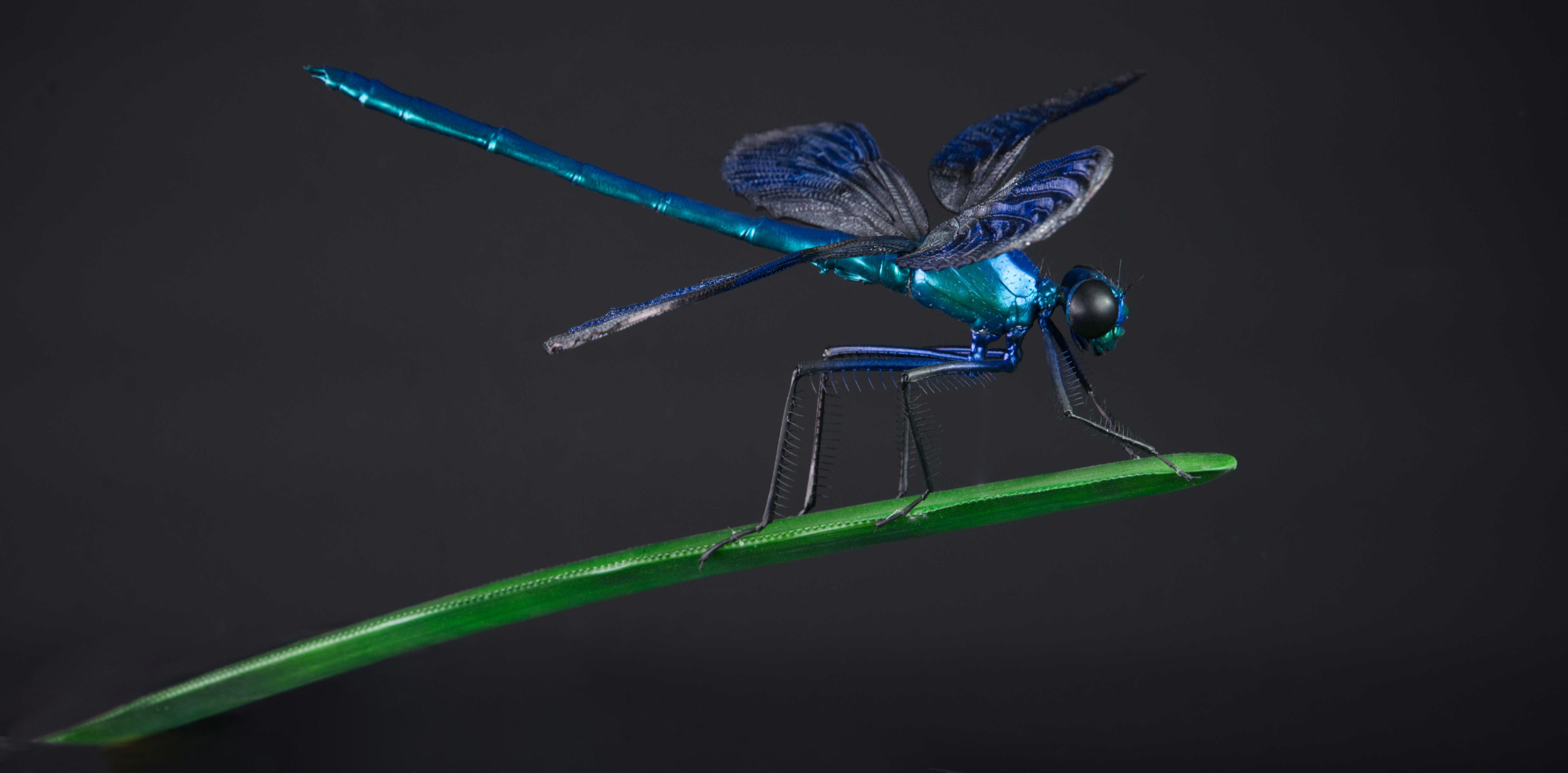 Prachtlibelle - Calopterygidae - jewelwings - 50 cm