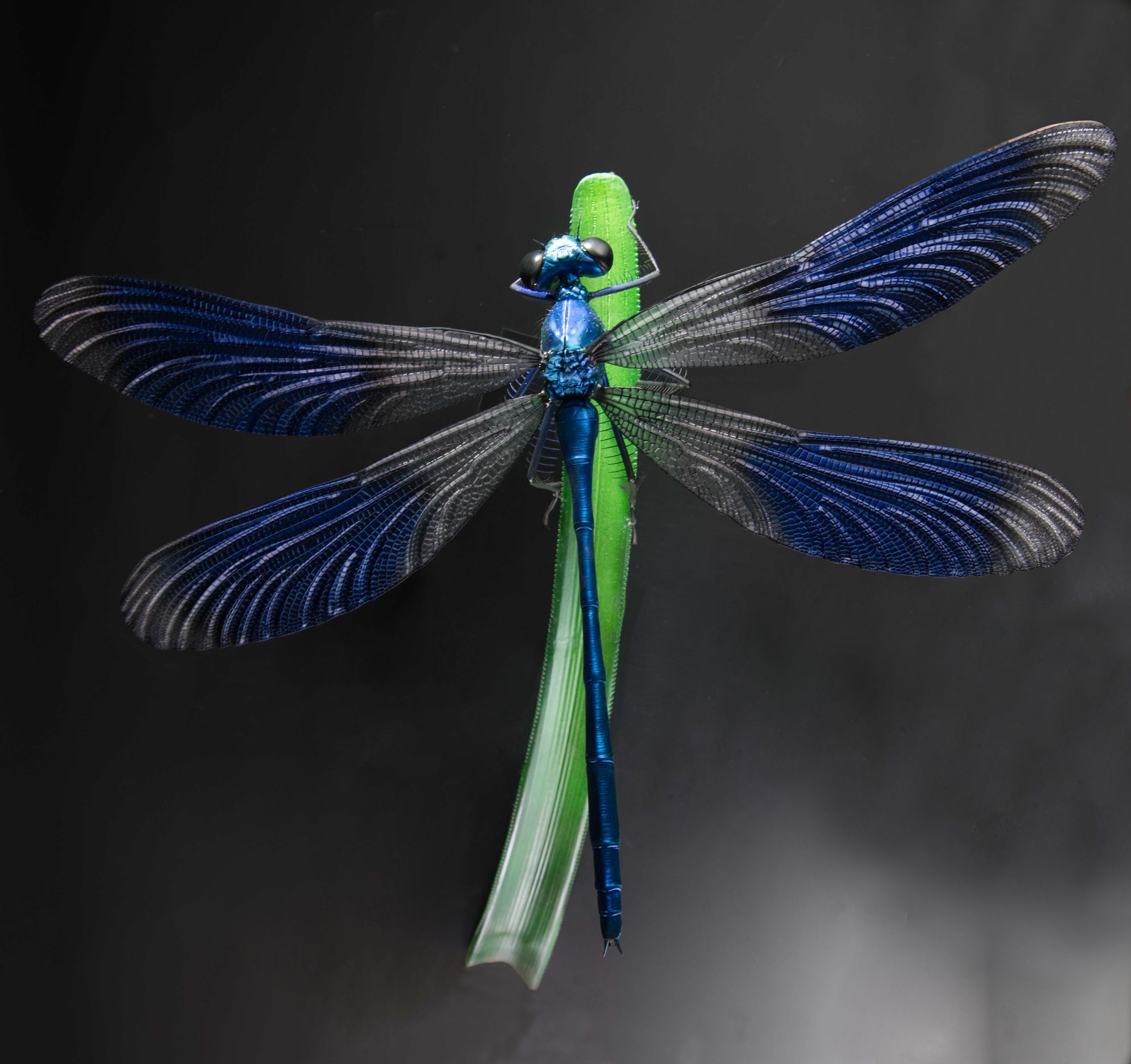 Prachtlibelle - Calopterygidae - jewelwings - 50 cm