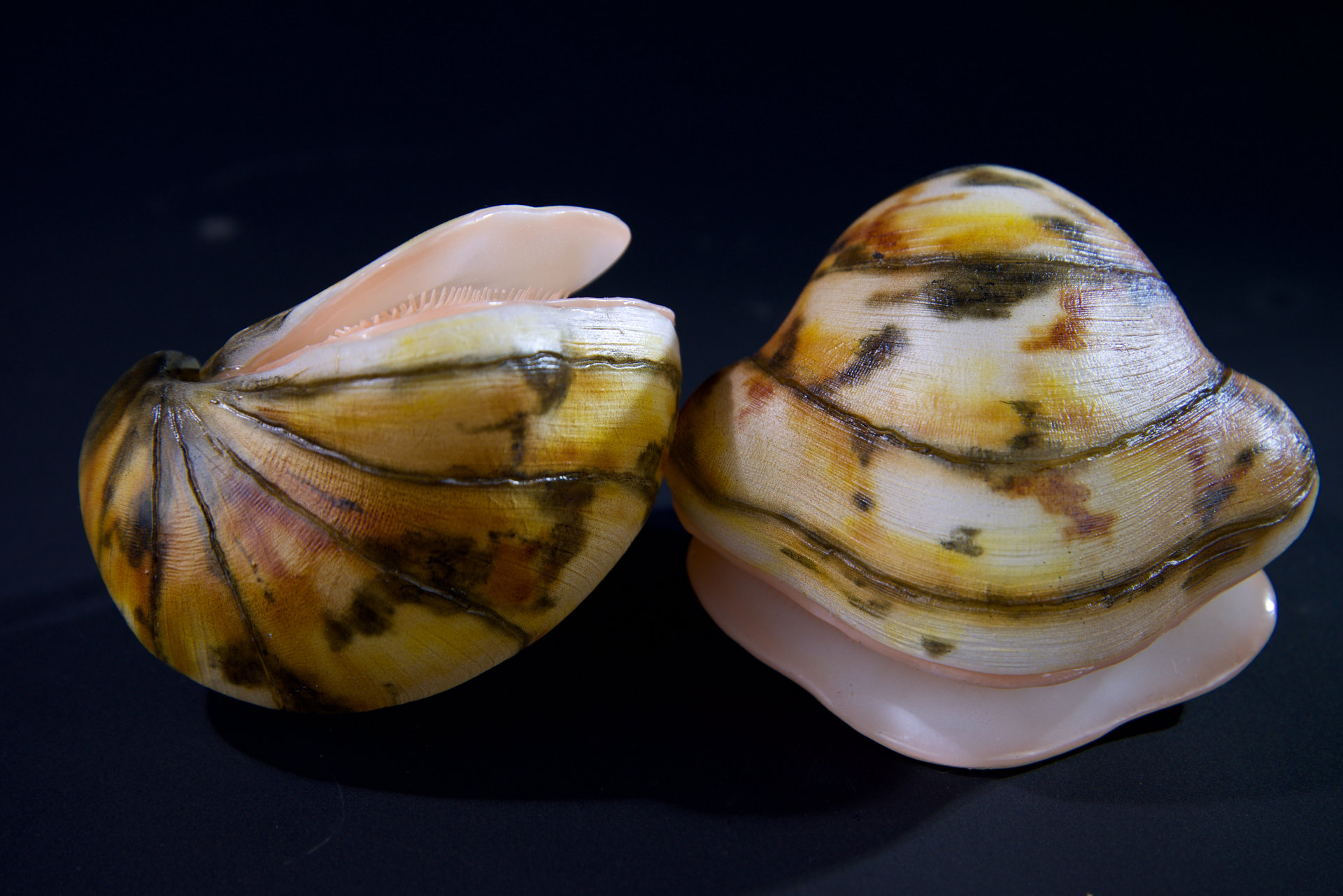 Muscheln • Sea shells  Hyotissa semiplana •  Inoceramus sp. • Neithea sp. • Pinna decussata • Pycnodonte vesiculares • Spondylus sp. • natural size 