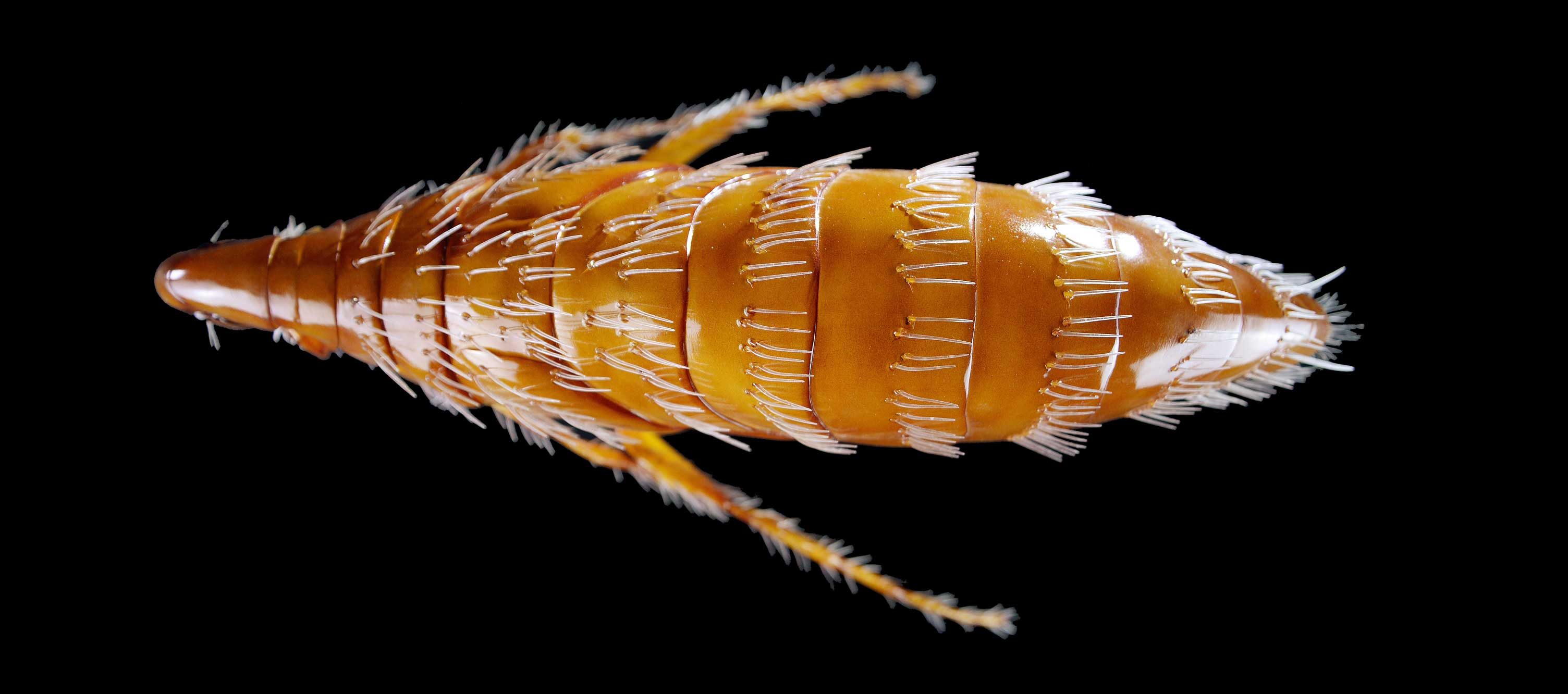 Rattenfloh • Oriental rat flea • Xenopsylla cheopis - 60 cm 