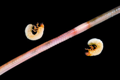 Regenwurm und Engerling • Earthworm and white grub • Lumbricidae and Larvae &nbsp;- 35 cm