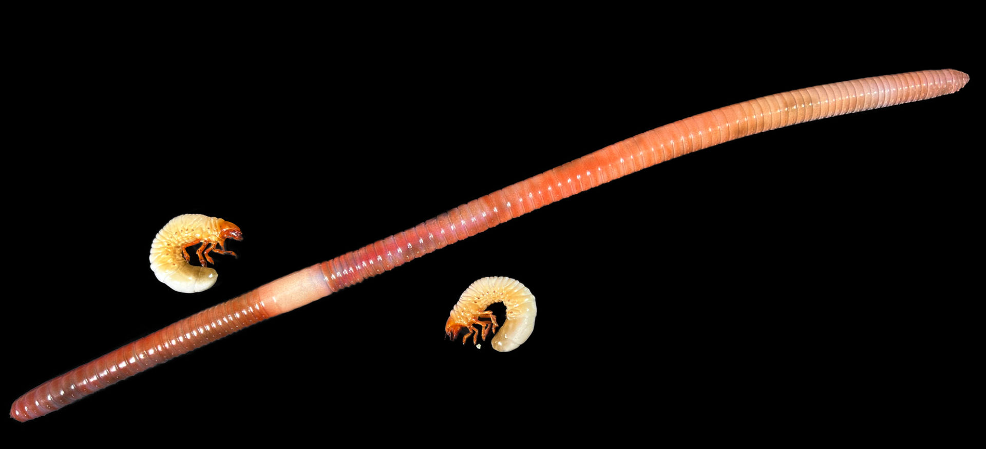 Regenwurm und Engerling • Earthworm and white grub • Lumbricidae and Larvae &nbsp;- 35 cm 