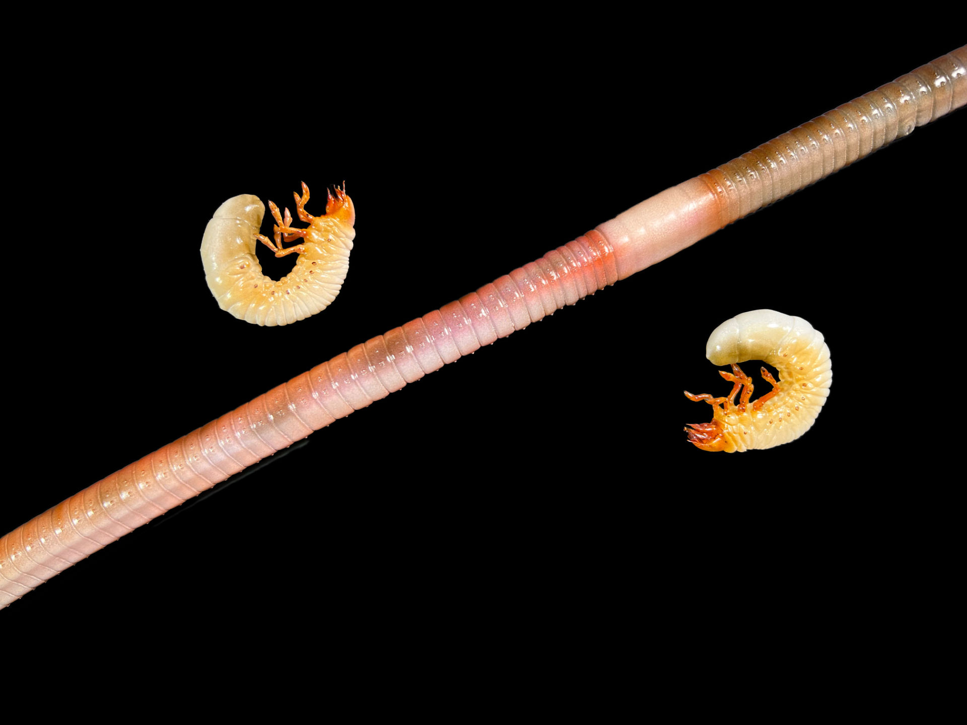 Regenwurm und Engerling • Earthworm and white grub • Lumbricidae and Larvae &nbsp;- 35 cm 