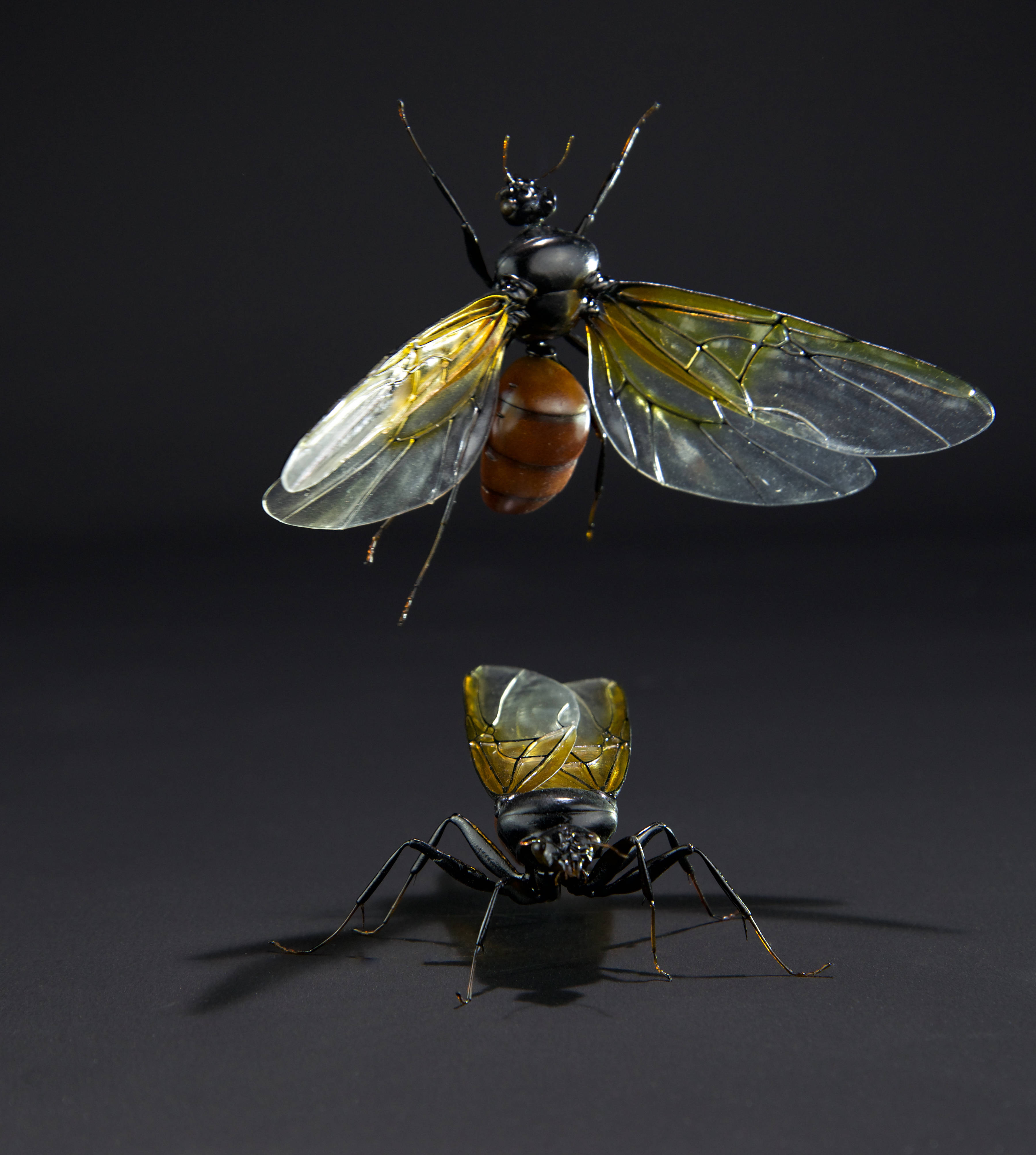 Riesenameise; Titanomyrma gigantea; Giant ant; wingspan 145 mm; original size 