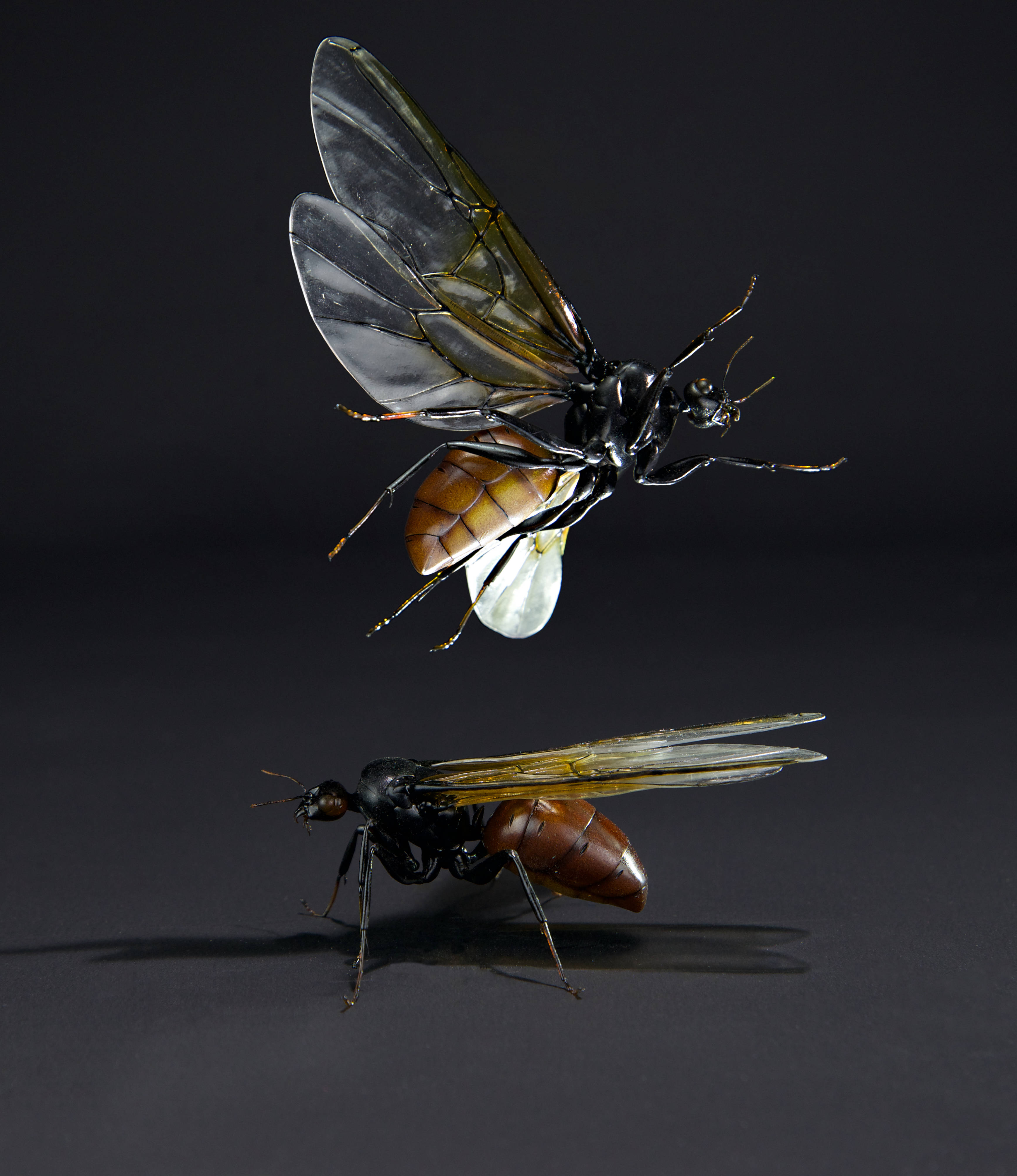 Riesenameise; Titanomyrma gigantea; Giant ant; wingspan 145 mm; original size 