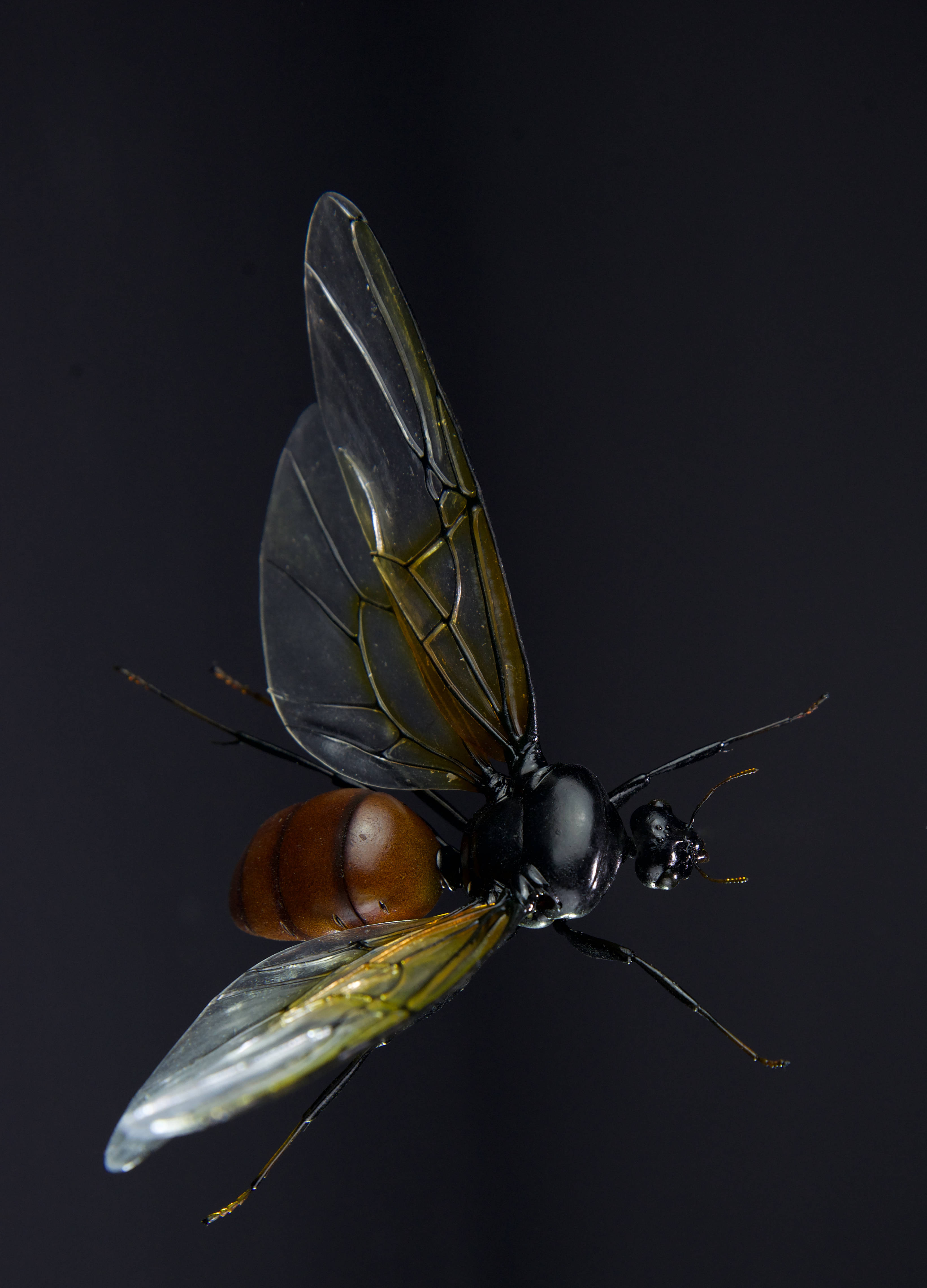 Riesenameise; Titanomyrma gigantea; Giant ant; wingspan 145 mm; original size 