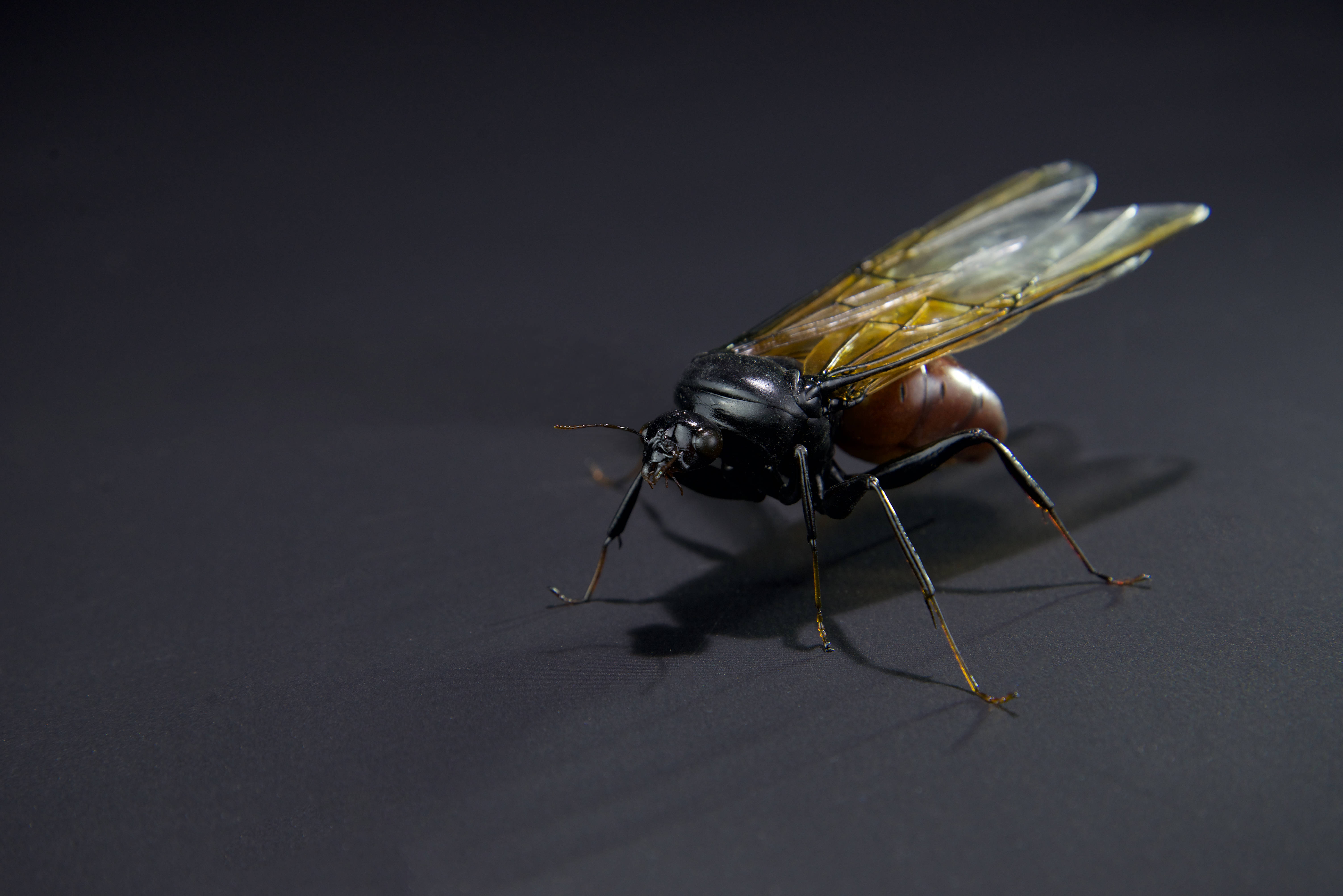 Riesenameise; Titanomyrma gigantea; Giant ant; wingspan 145 mm; original size 