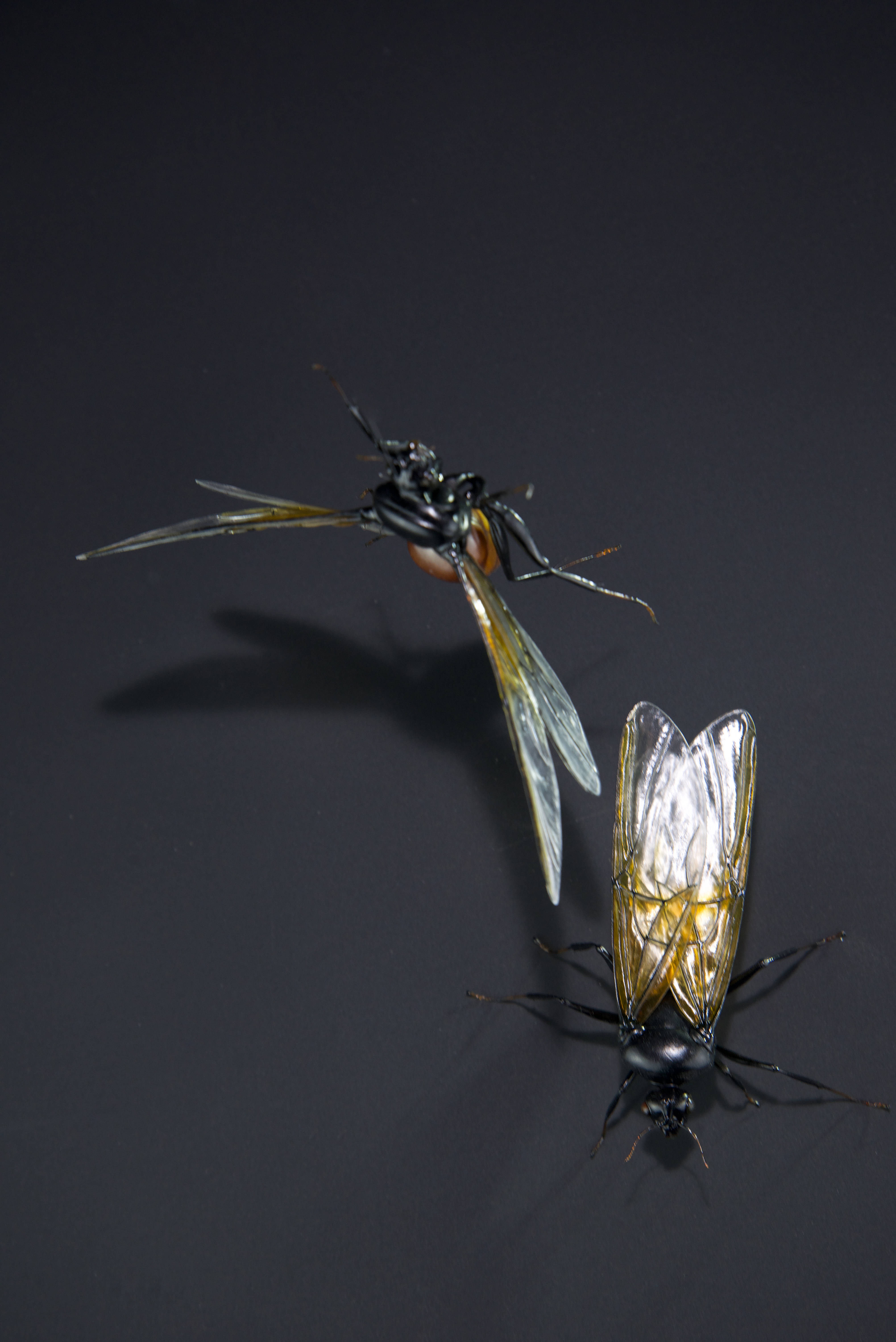 Riesenameise; Titanomyrma gigantea; Giant ant; wingspan 145 mm; original size 