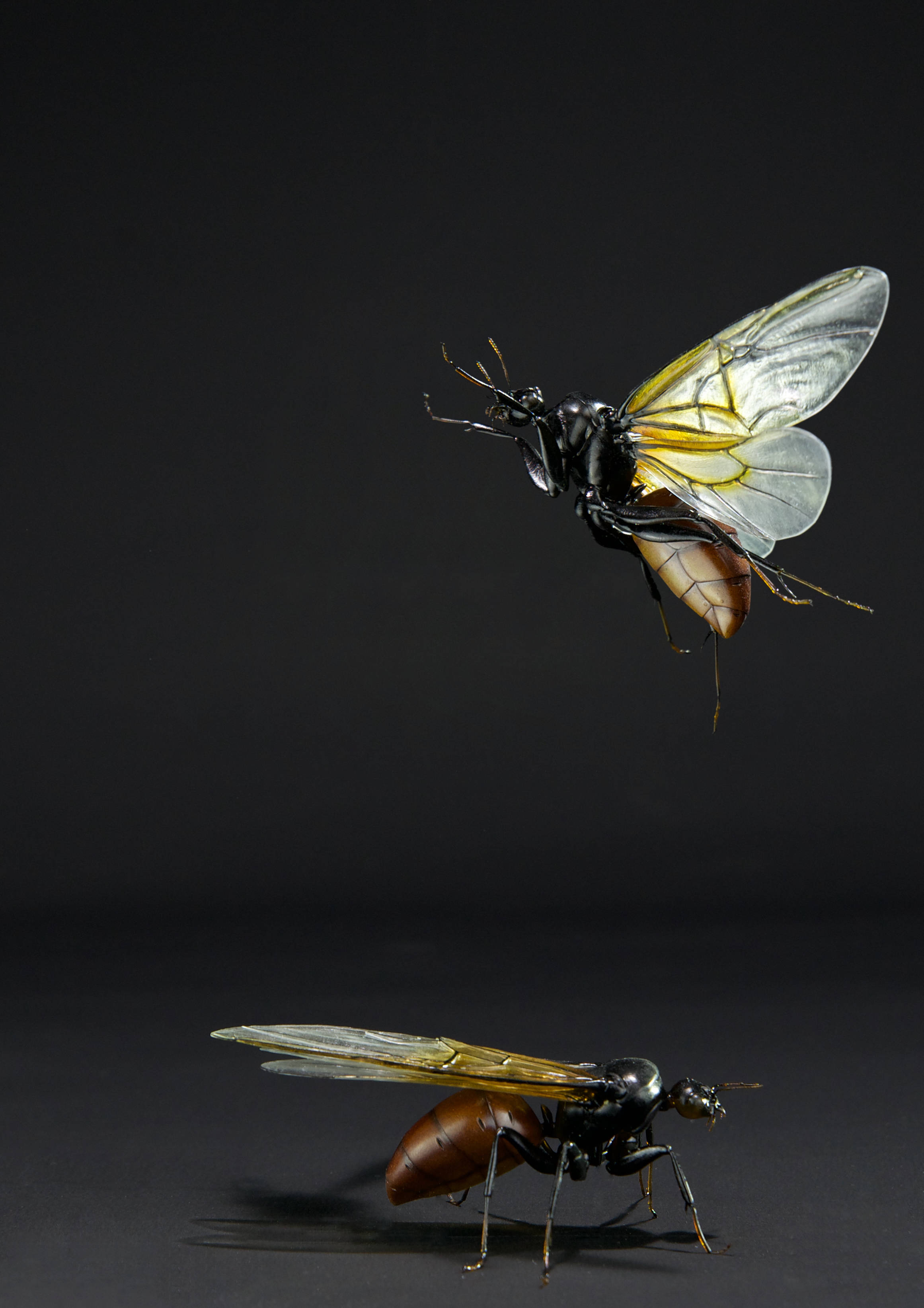 Riesenameise; Titanomyrma gigantea; Giant ant; wingspan 145 mm; original size 