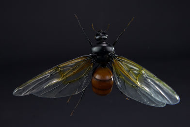 Riesenameise; Titanomyrma gigantea; Giant ant; wingspan 145 mm; original size