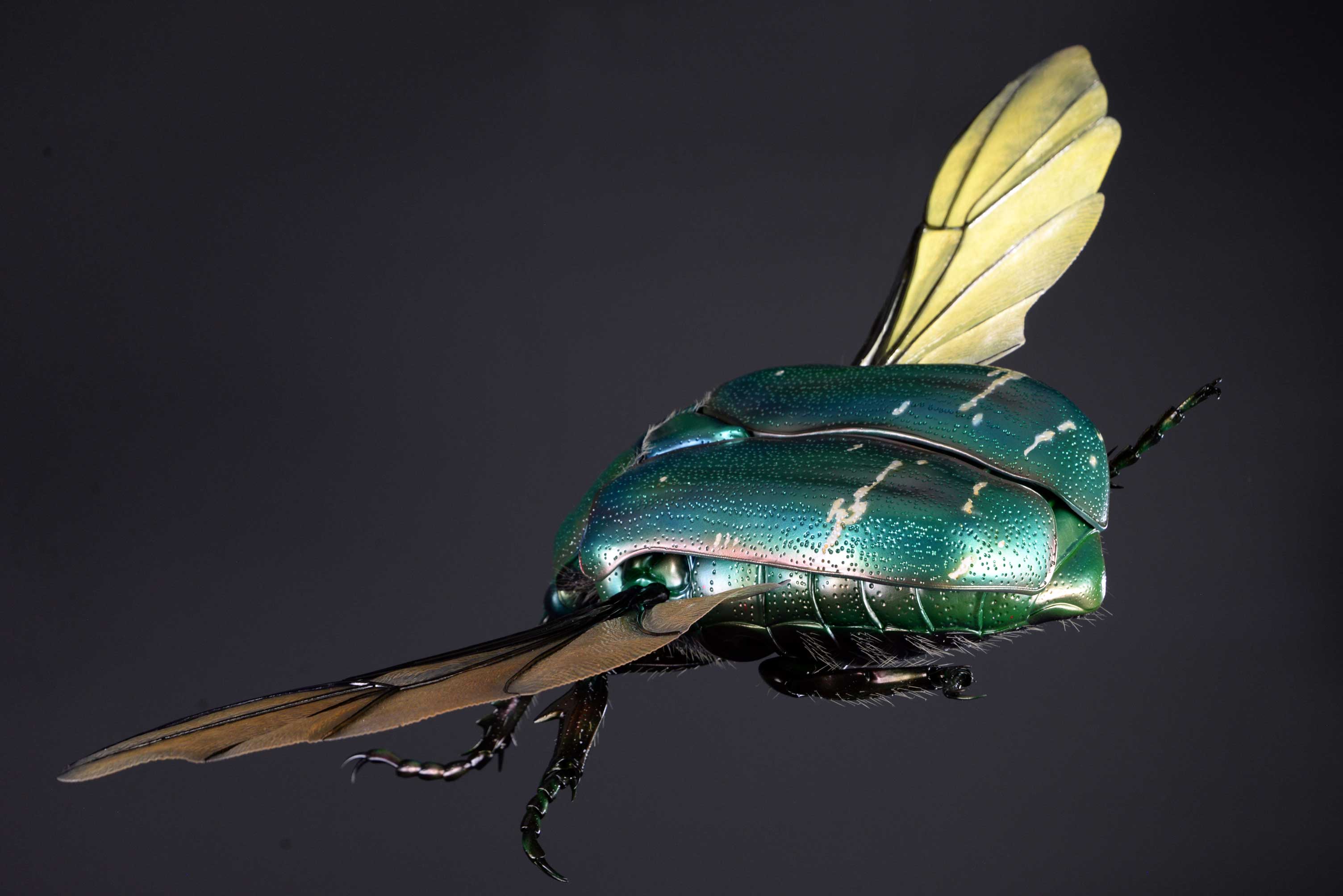 Rosenkäfer • Flower chafer • Cetoniinae - 60 cm