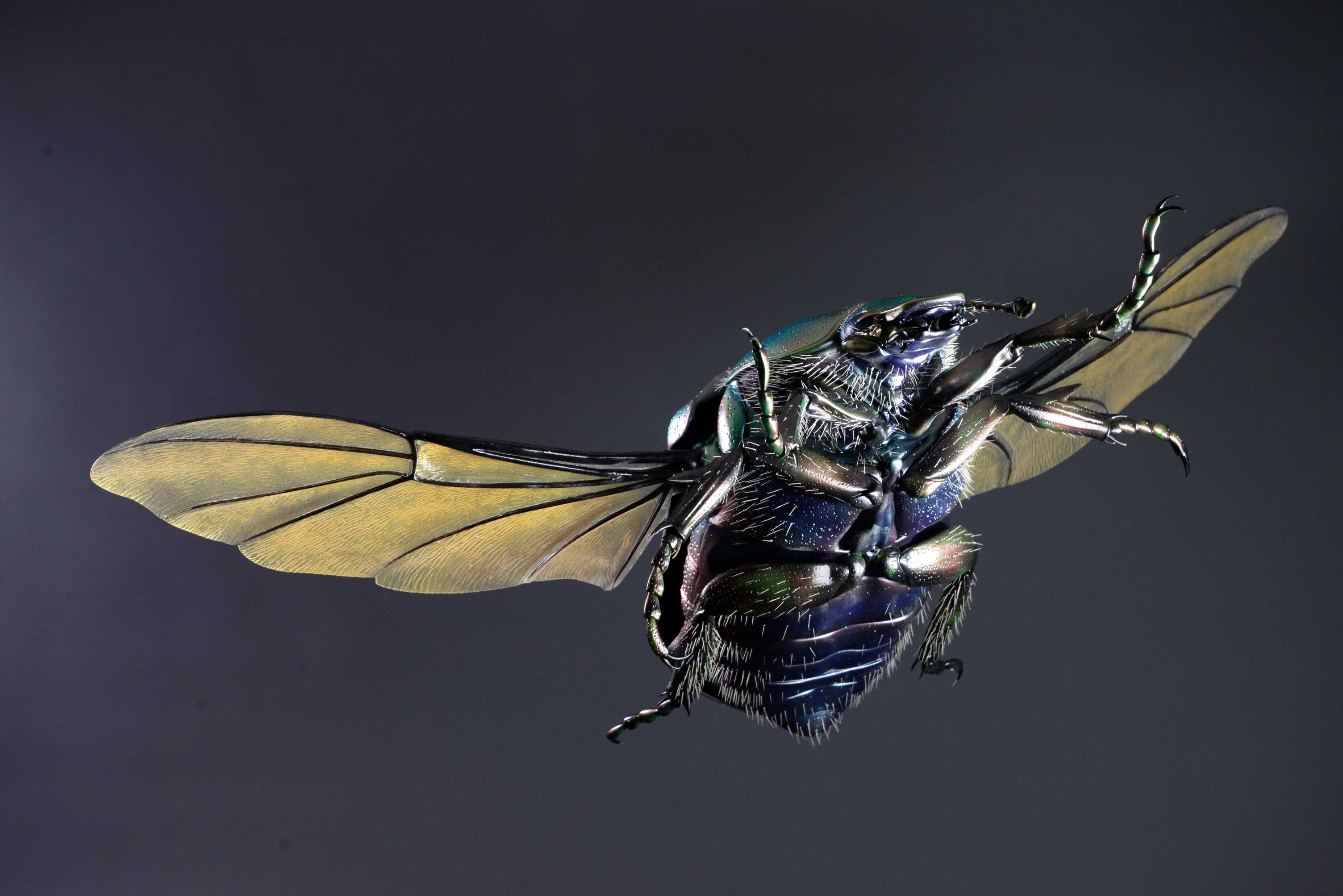 Rosenkäfer • Flower chafer • Cetoniinae - 60 cm