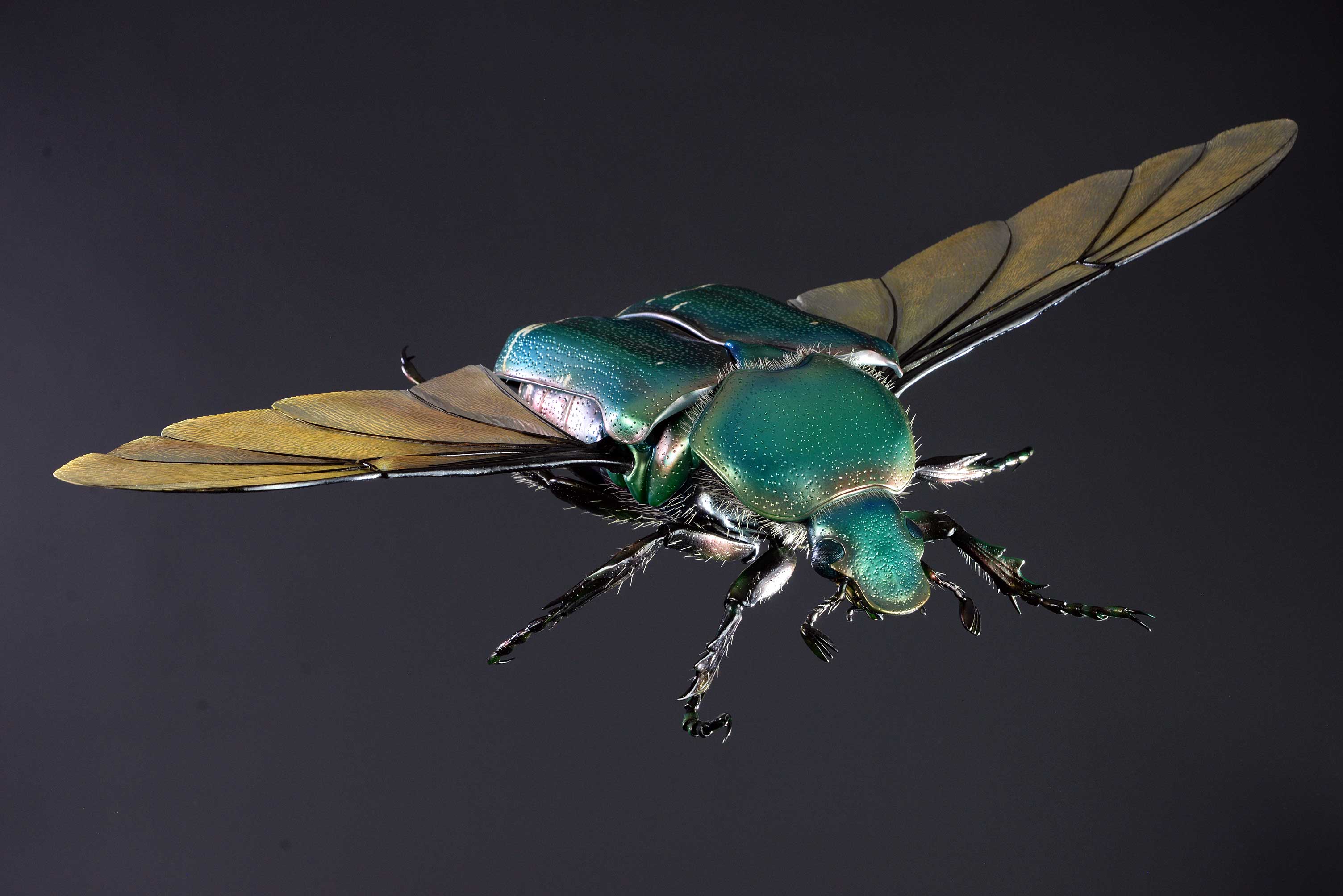 Rosenkäfer • Flower chafer • Cetoniinae - 60 cm