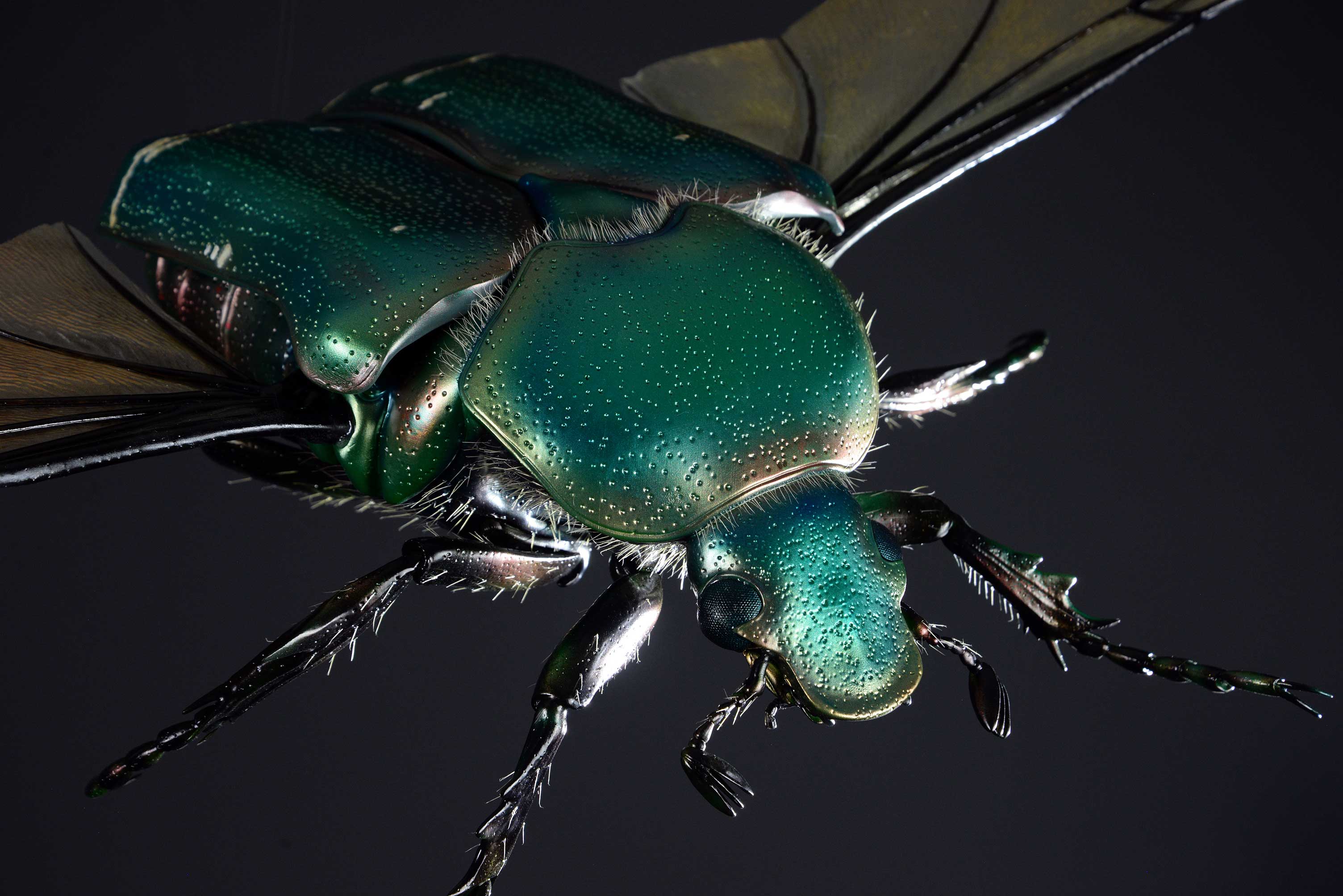 Rosenkäfer • Flower chafer • Cetoniinae - 60 cm