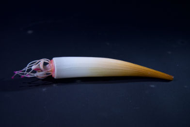 Kahnfüßer • Tusk shell - Scaphopoda - 17 cm; natural size