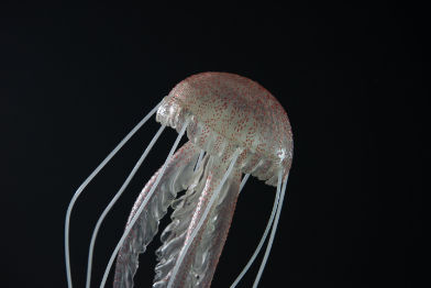 Schirmqualle • True jellyfish • Scyphozoa - ø 13,5 cm