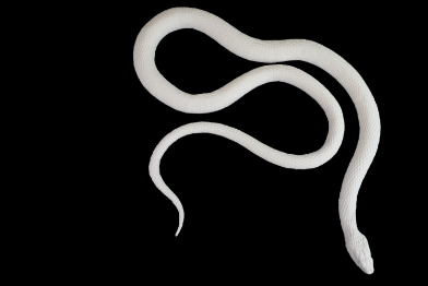 Inklusionsmodelle - diverse