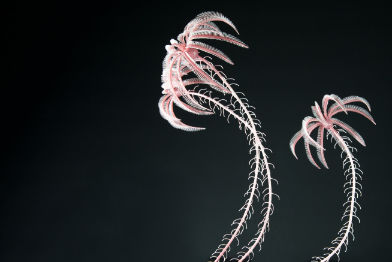 Seelilie • Water lily •&nbsp;Isselicrinus buchii - 60 cm; natural size