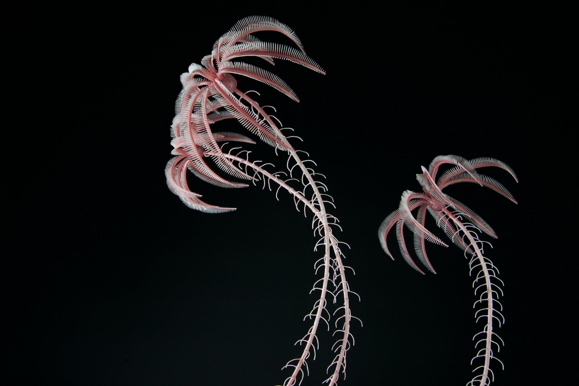 Seelilie • Water lily •&nbsp;Isselicrinus buchii - 60 cm; natural size 